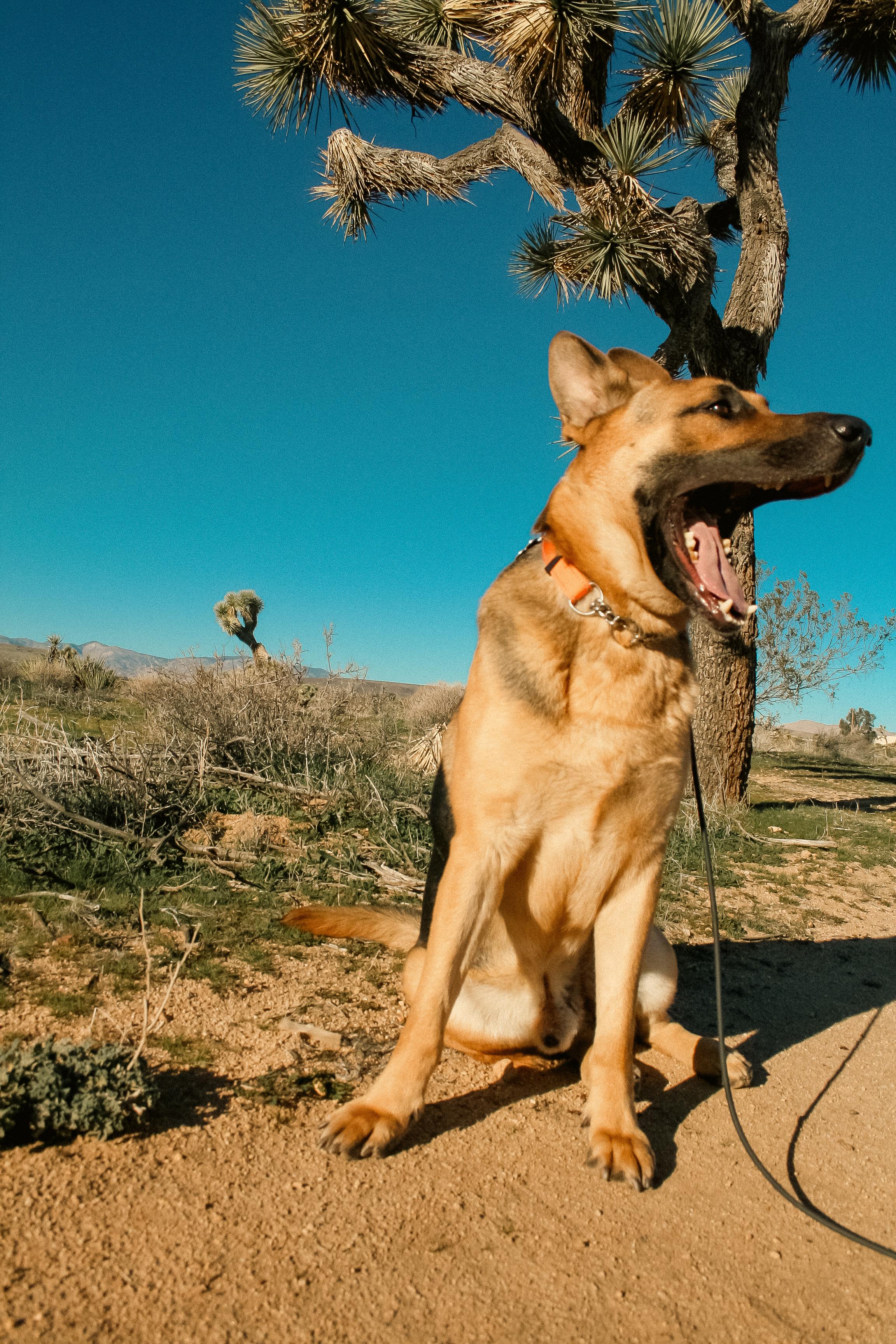 HAPPY, an adopted mixed breed in Joshua Tree, CA image 3/5