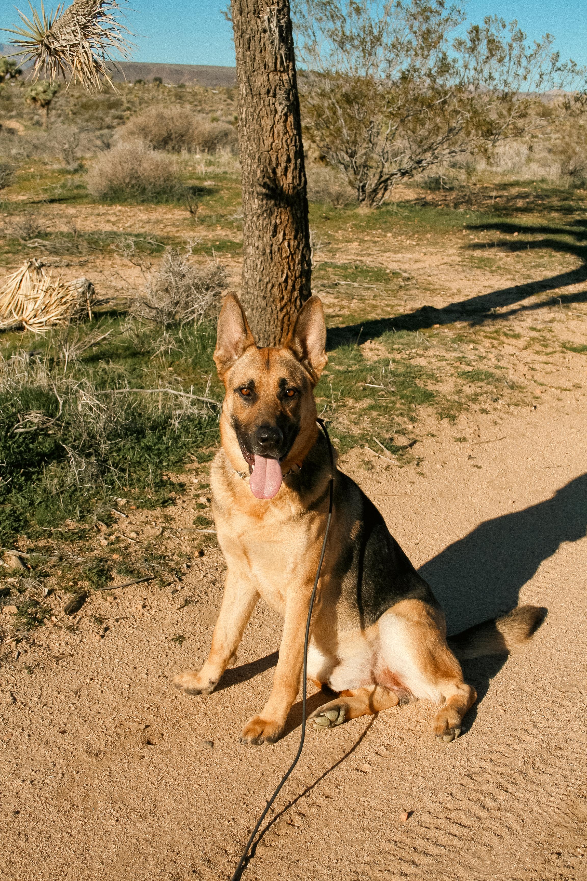 HAPPY, an adopted mixed breed in Joshua Tree, CA image 5/5