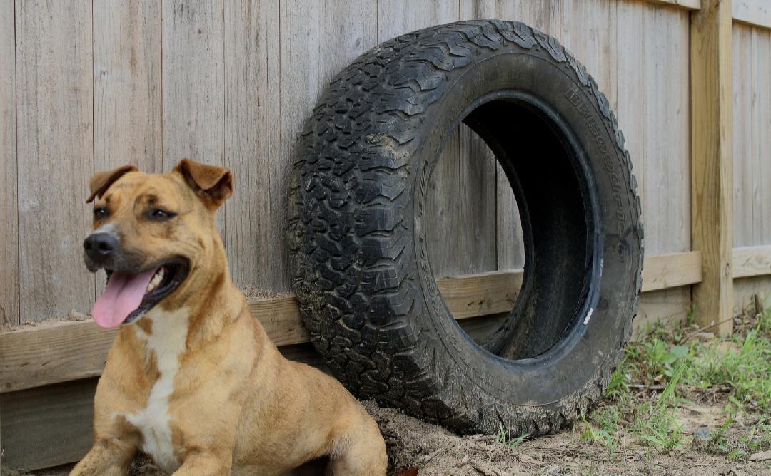 Rorshak, Adoptable, Adult Male Rhodesian Ridgeback & Boxer.
