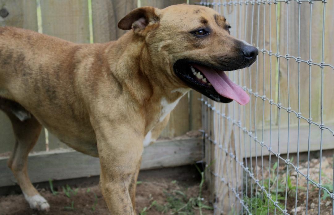 Rorshak, a Adoptable mixed breed in Willis, TX image 2/6