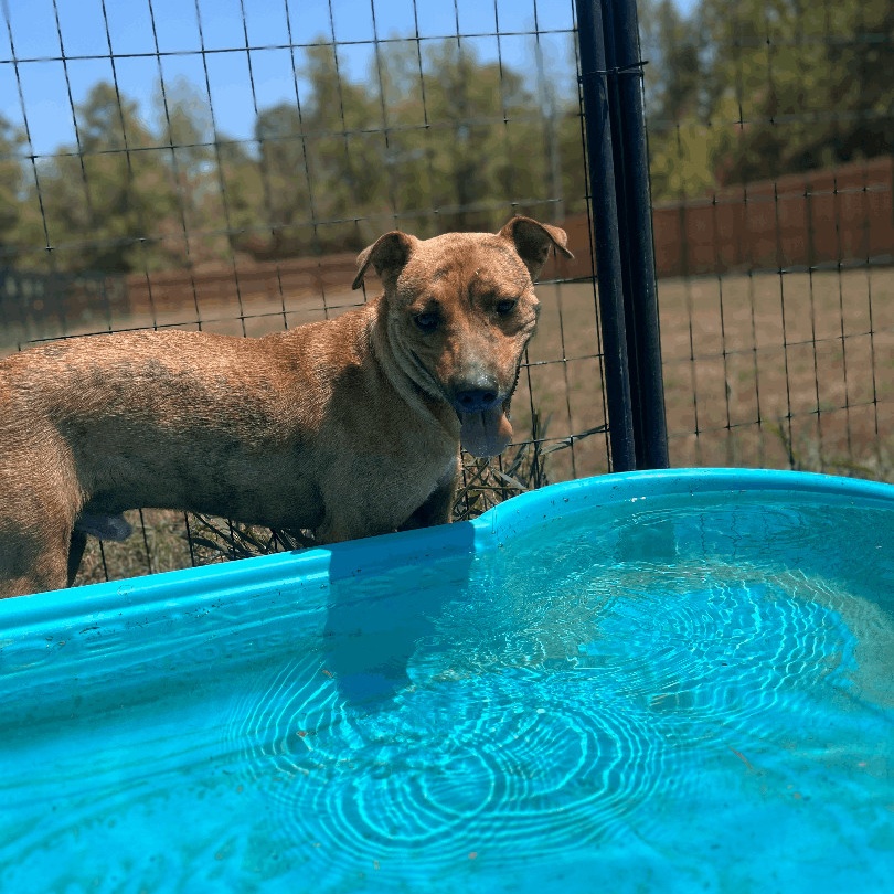 Rorshak, a Adoptable mixed breed in Willis, TX image 5/6