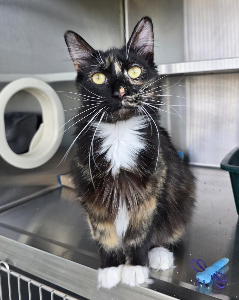 Enlarge Rexie, a Adoptable Domestic Medium Hair in Wellington, KS image 1/6