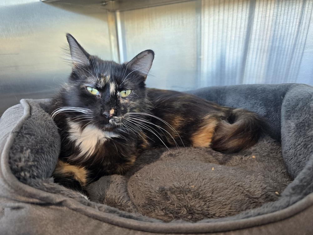 Enlarge Rexie, a Adoptable Domestic Medium Hair in Wellington, KS image 2/6