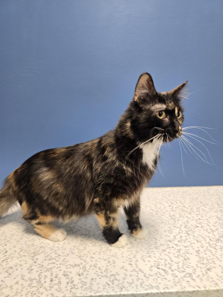 Rexie, Adoptable, Adult Female Domestic Medium Hair.
