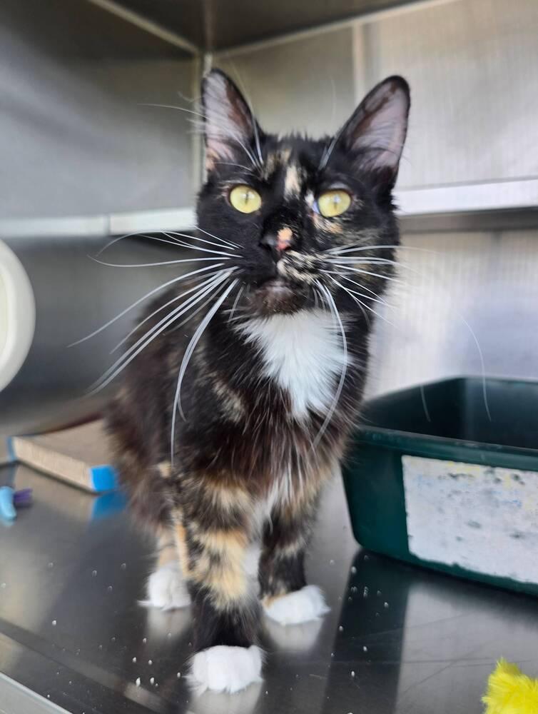 Enlarge Rexie, a Adoptable Domestic Medium Hair in Wellington, KS image 3/6