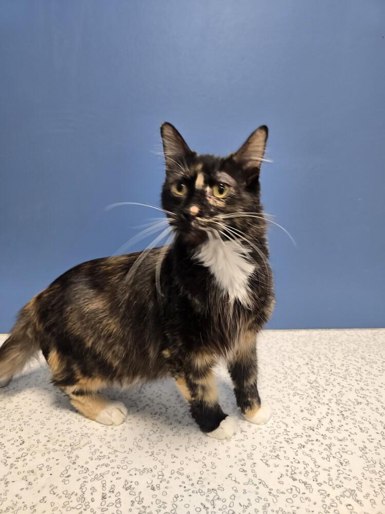 Enlarge Rexie, a Adoptable Domestic Medium Hair in Wellington, KS image 2/3