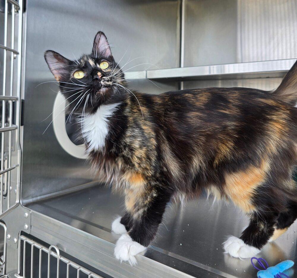 Enlarge Rexie, a Adoptable Domestic Medium Hair in Wellington, KS image 5/6