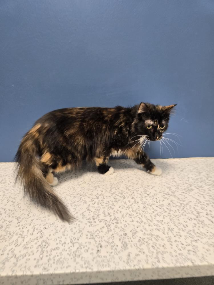 Enlarge Rexie, a Adoptable Domestic Medium Hair in Wellington, KS image 3/3