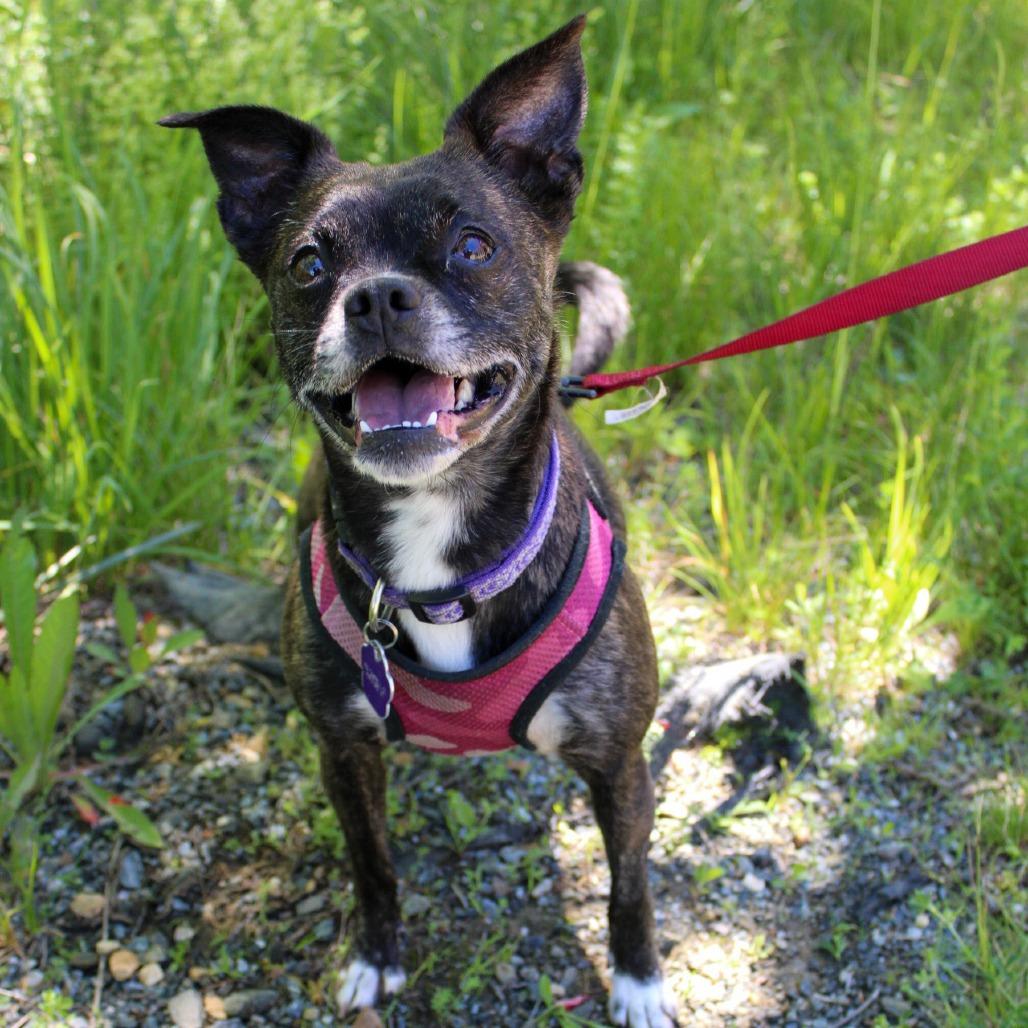 Tilly, a Adoptable Mixed Breed in Enfield, NH image 1/2