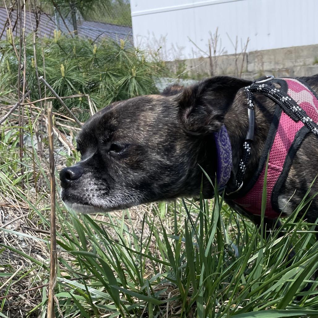 Tilly, a Adoptable Mixed Breed in Enfield, NH image 2/2