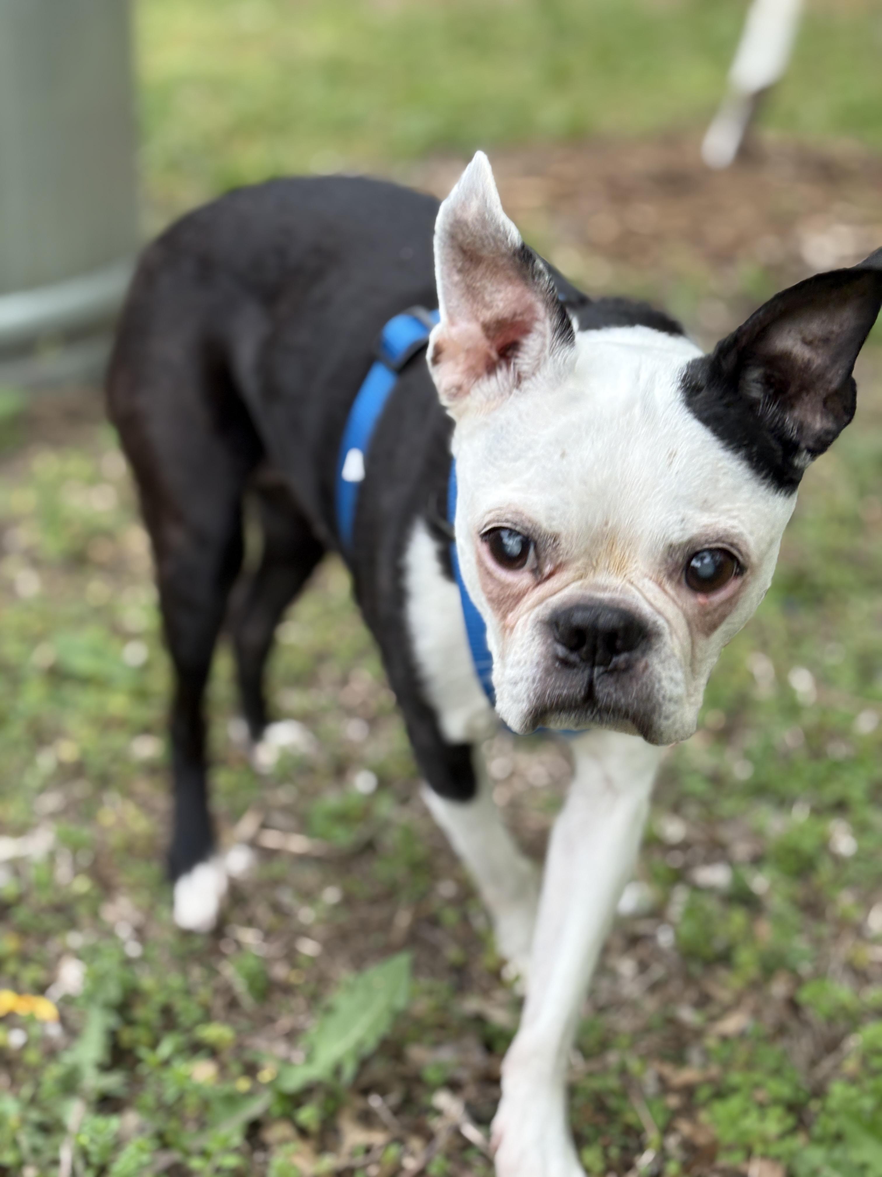 Zoie in KS, ADOPTABLE, Senior Female Boston Terrier.