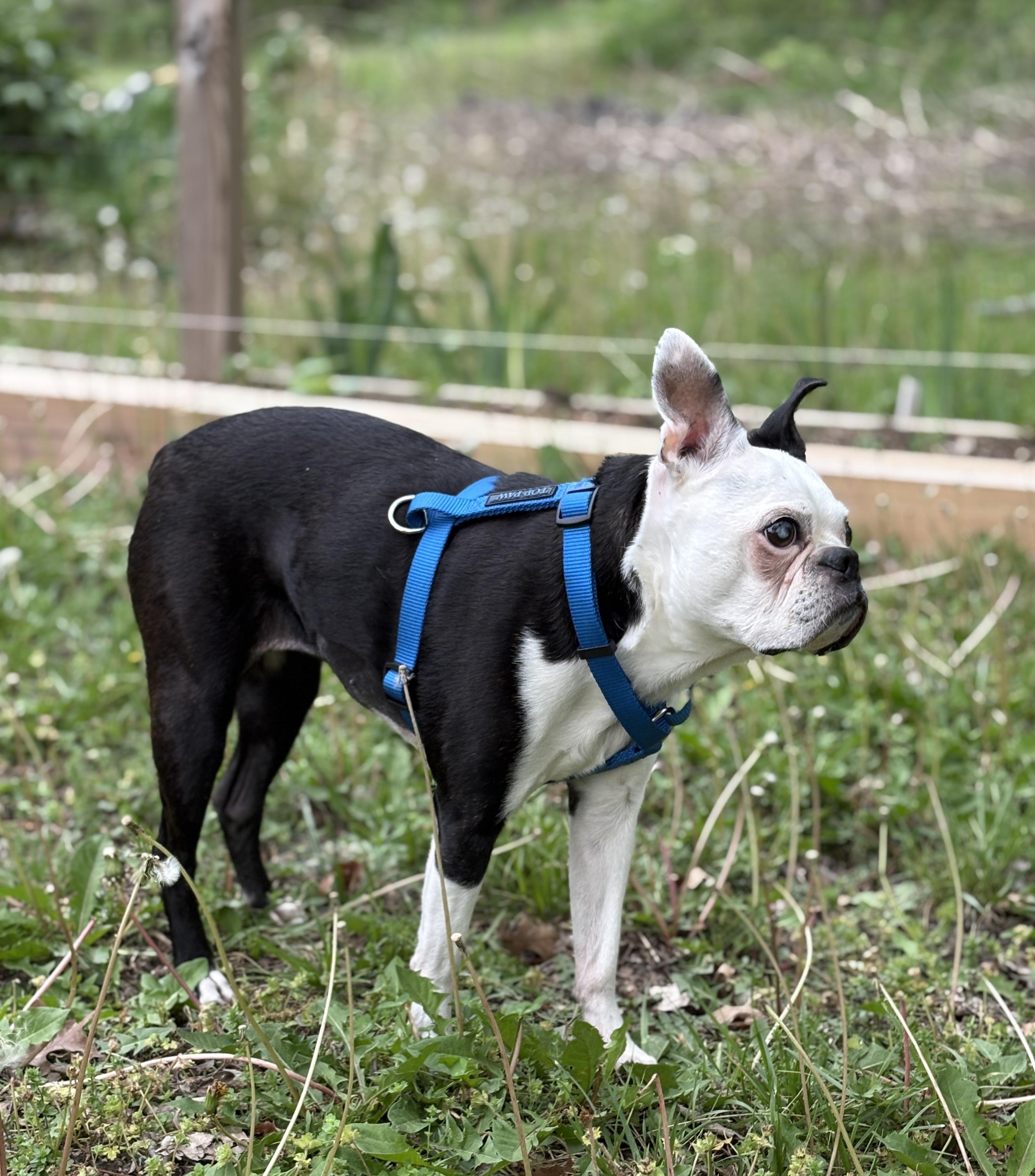 Enlarge Zoie in KS, a ADOPTABLE Boston Terrier in Wichita, KS image 4/5