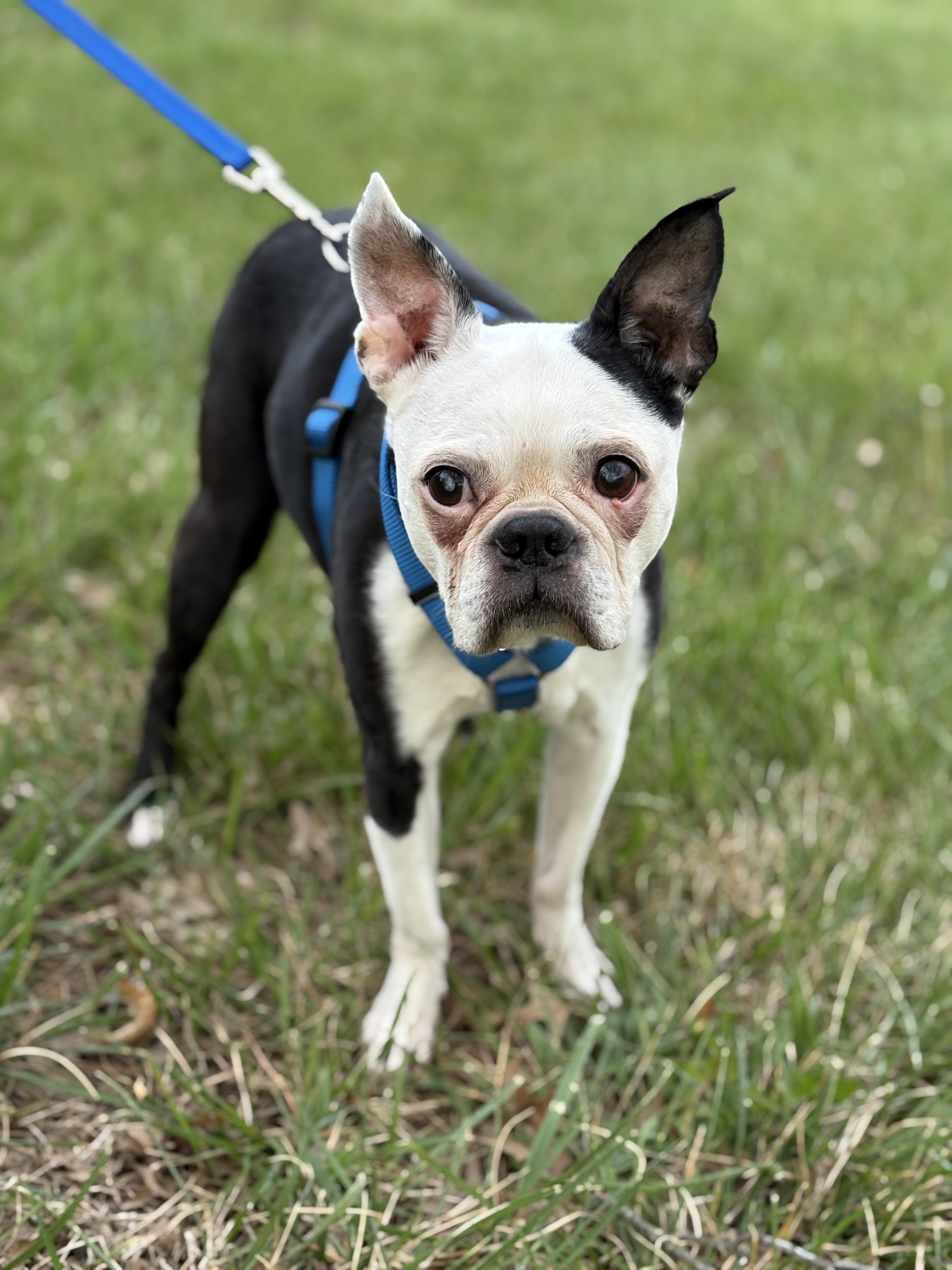 Enlarge Zoie in KS, a ADOPTABLE Boston Terrier in Wichita, KS image 1/5