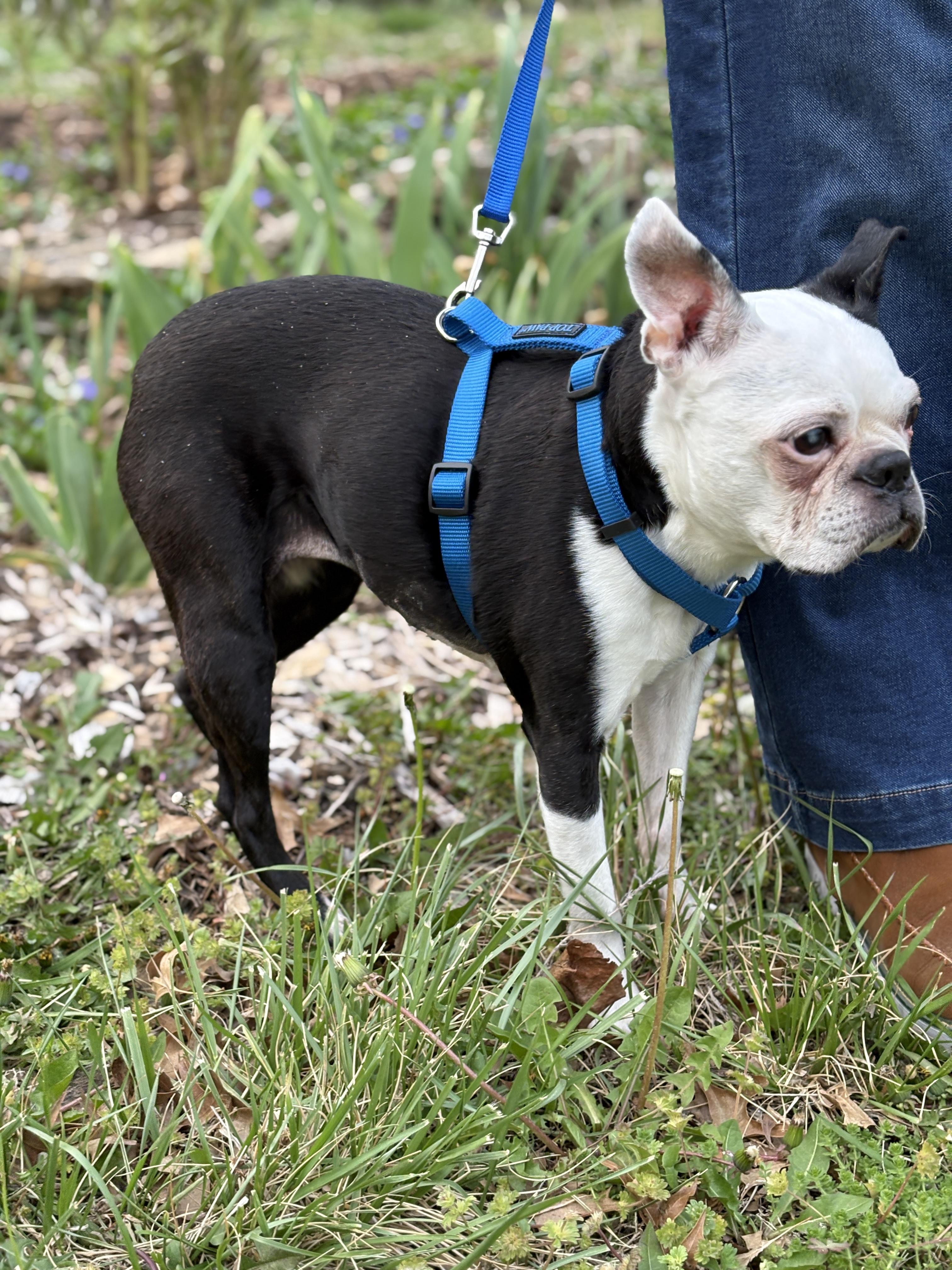 Enlarge Zoie in KS, a ADOPTABLE Boston Terrier in Wichita, KS image 5/5