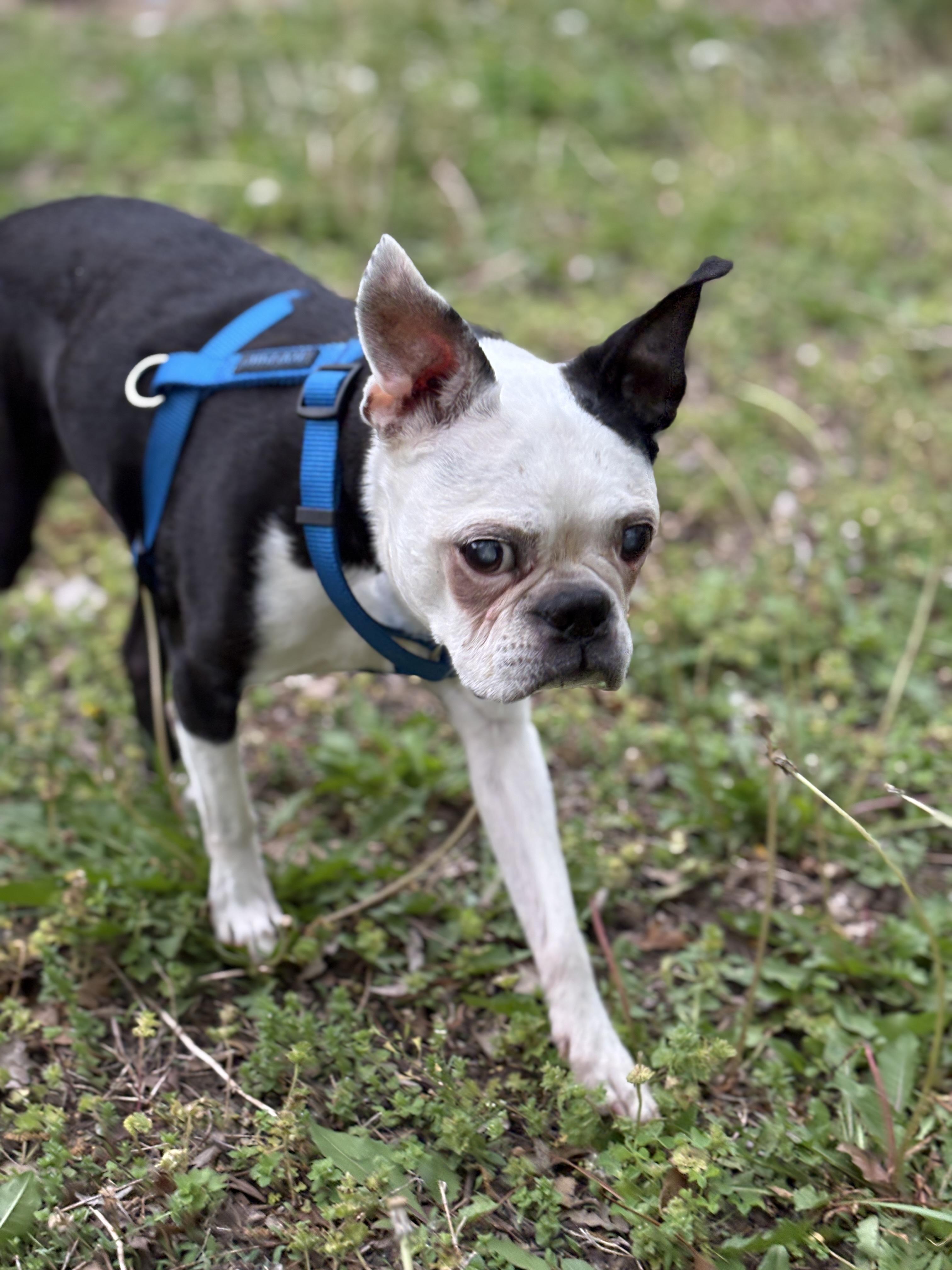 Enlarge Zoie in KS, a ADOPTABLE Boston Terrier in Wichita, KS image 3/5