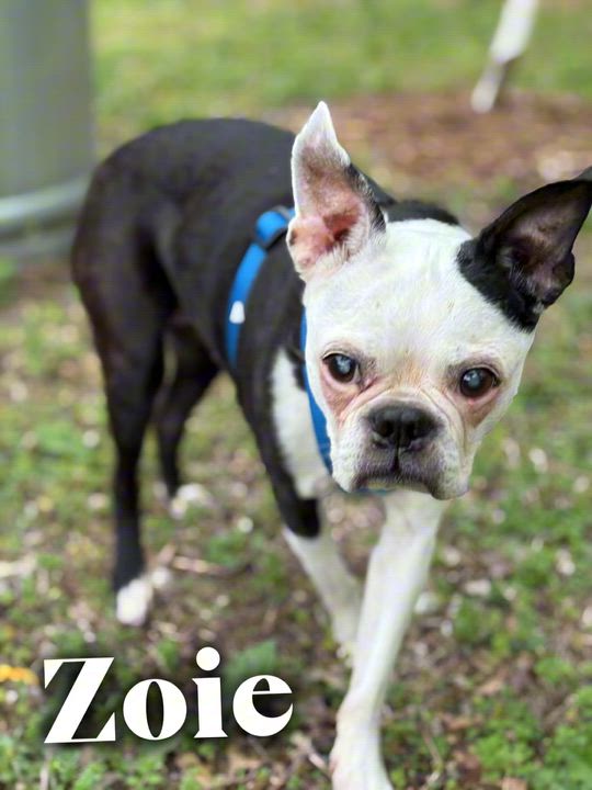Enlarge Zoie in KS, a ADOPTABLE Boston Terrier in Kansas City, MO video 2/6