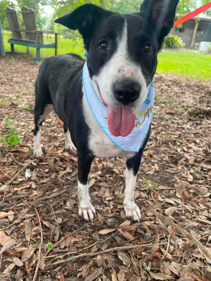 Enlarge Carmen, a ADOPTABLE mixed breed in Winnie, TX image 1/1