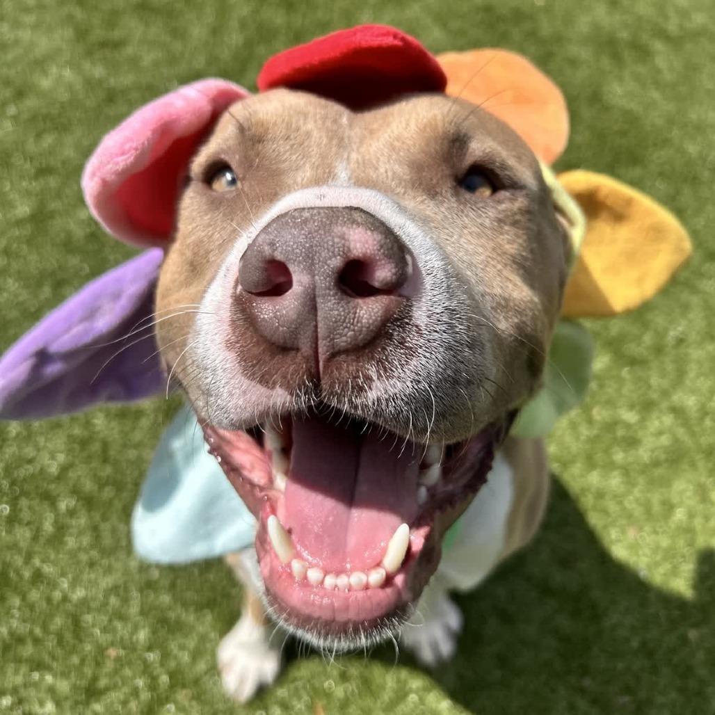 Gelato, Adoptable, Adult Male Mixed Breed.