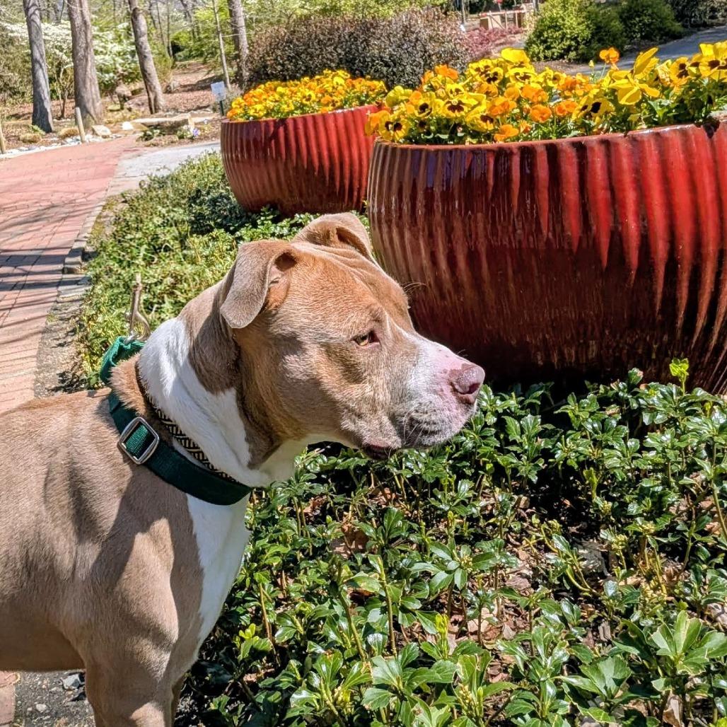Enlarge Gelato, a Adoptable Mixed Breed in Greensboro, NC image 1/6
