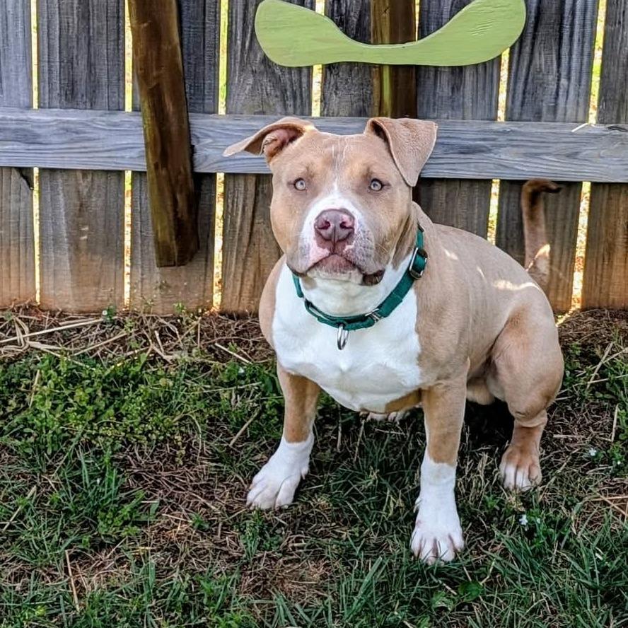 Enlarge Gelato, a Adoptable Mixed Breed in Greensboro, NC image 2/6