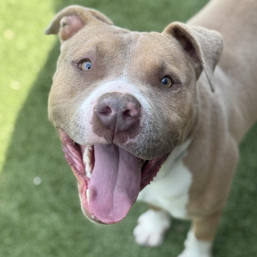 Enlarge Gelato, a Adoptable Mixed Breed in Greensboro, NC image 3/6