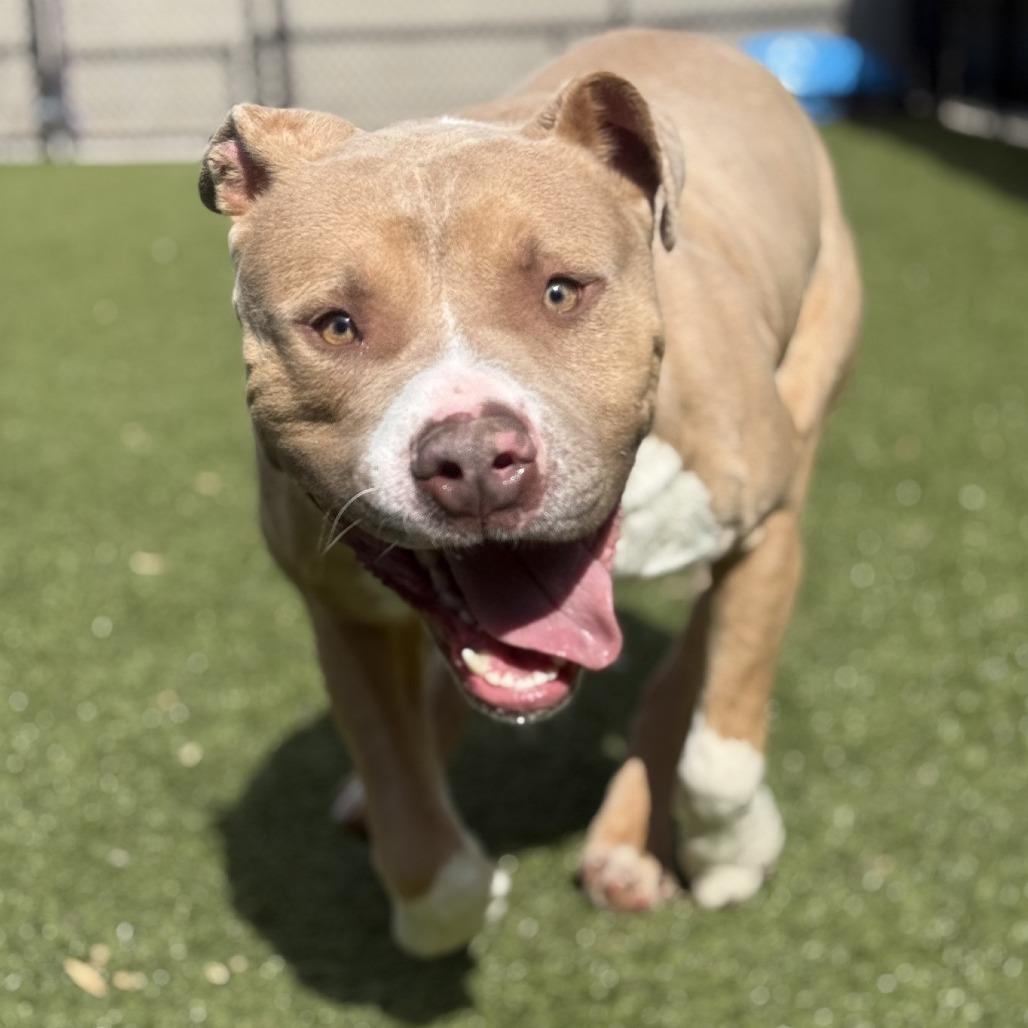 Enlarge Gelato, a Adoptable Mixed Breed in Greensboro, NC image 4/6