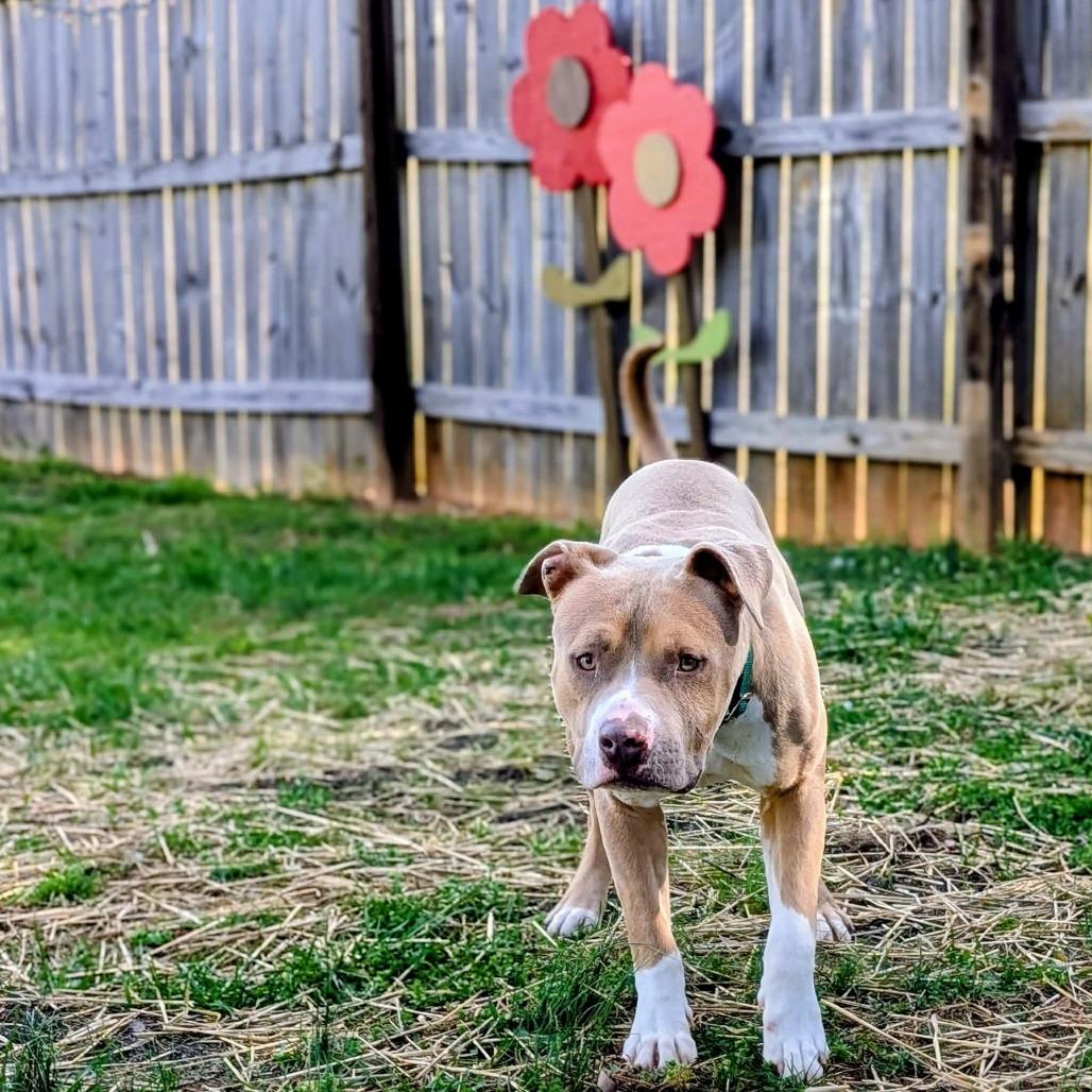Enlarge Gelato, a Adoptable Mixed Breed in Greensboro, NC image 5/6