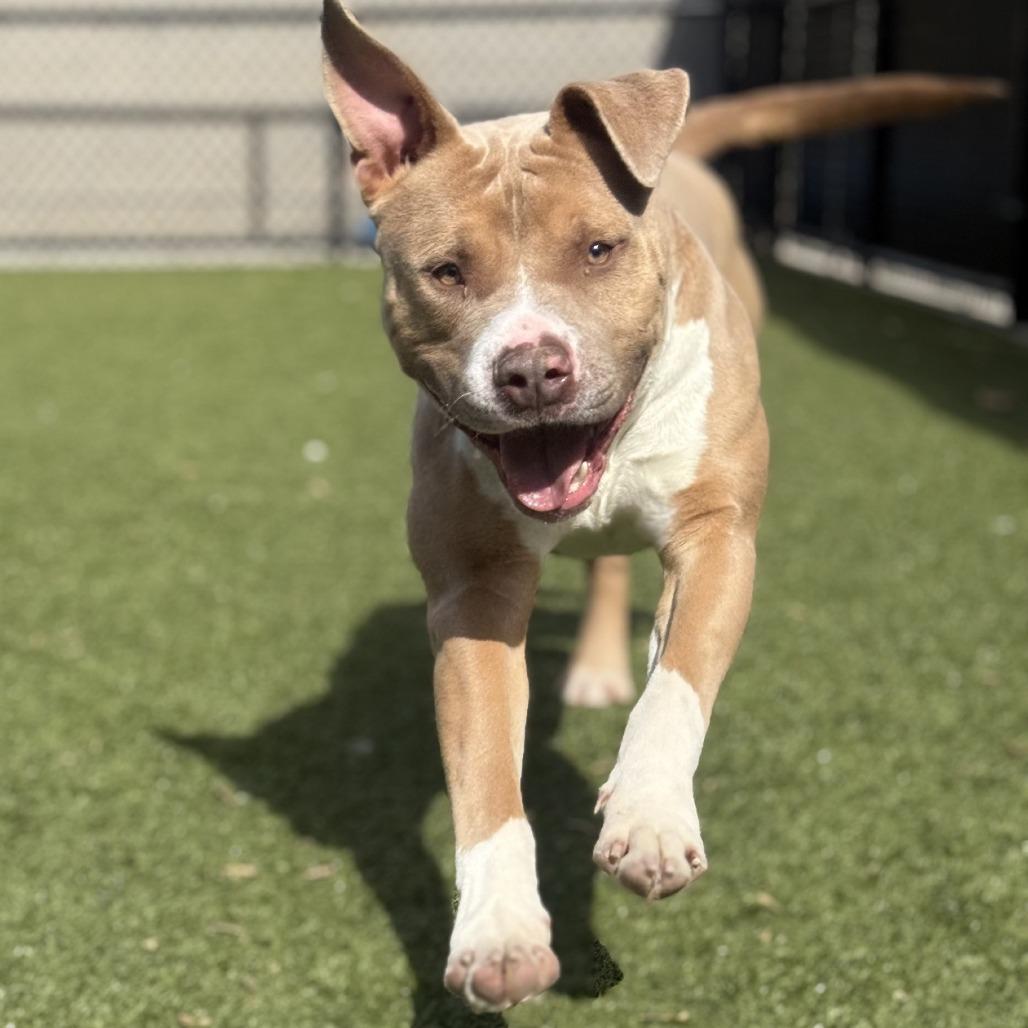 Enlarge Gelato, a Adoptable Mixed Breed in Greensboro, NC image 6/6