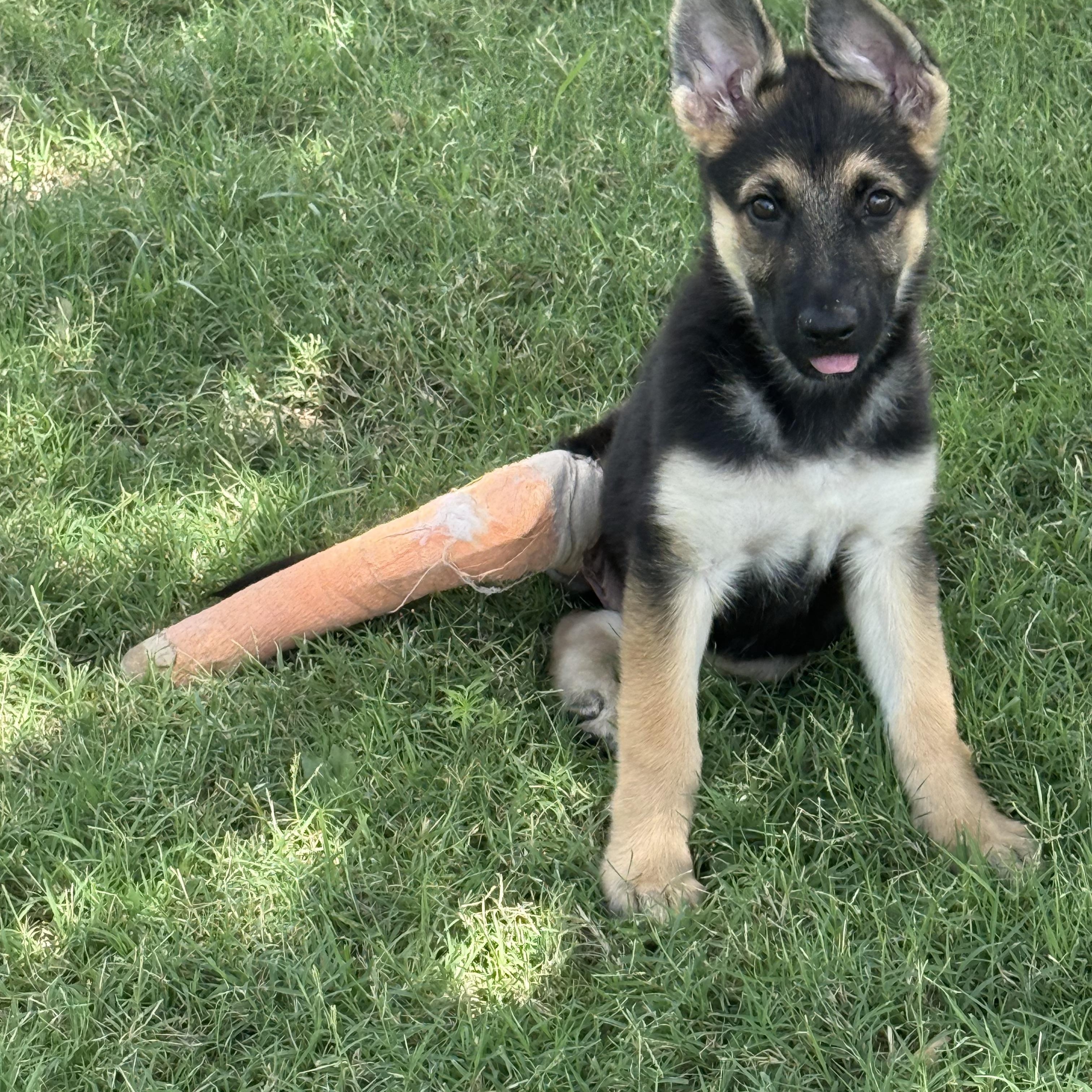 Enlarge Cricket, a Adopted German Shepherd Dog in Celina, TX image 2/6