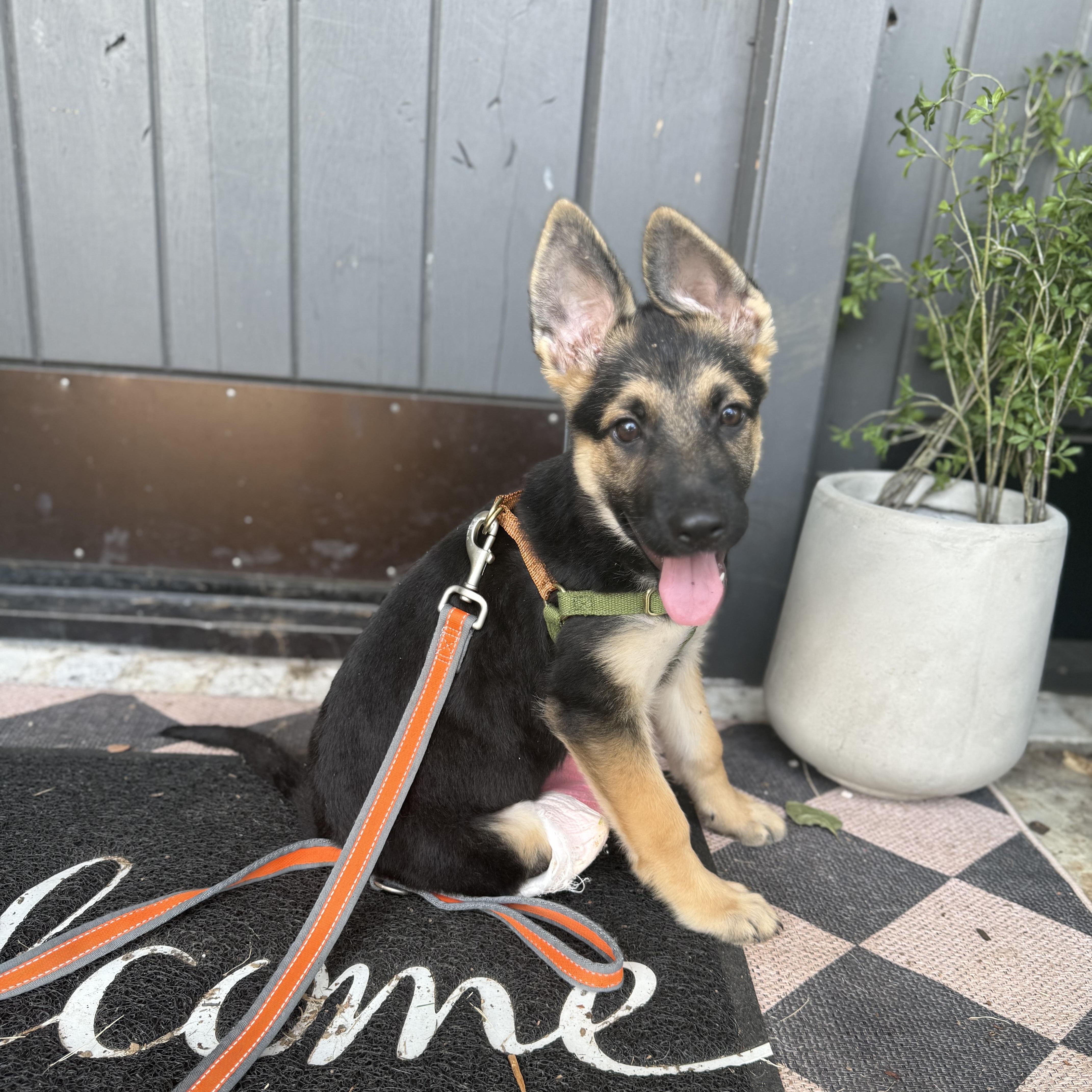 Cricket, Adopted, Puppy Female German Shepherd Dog.