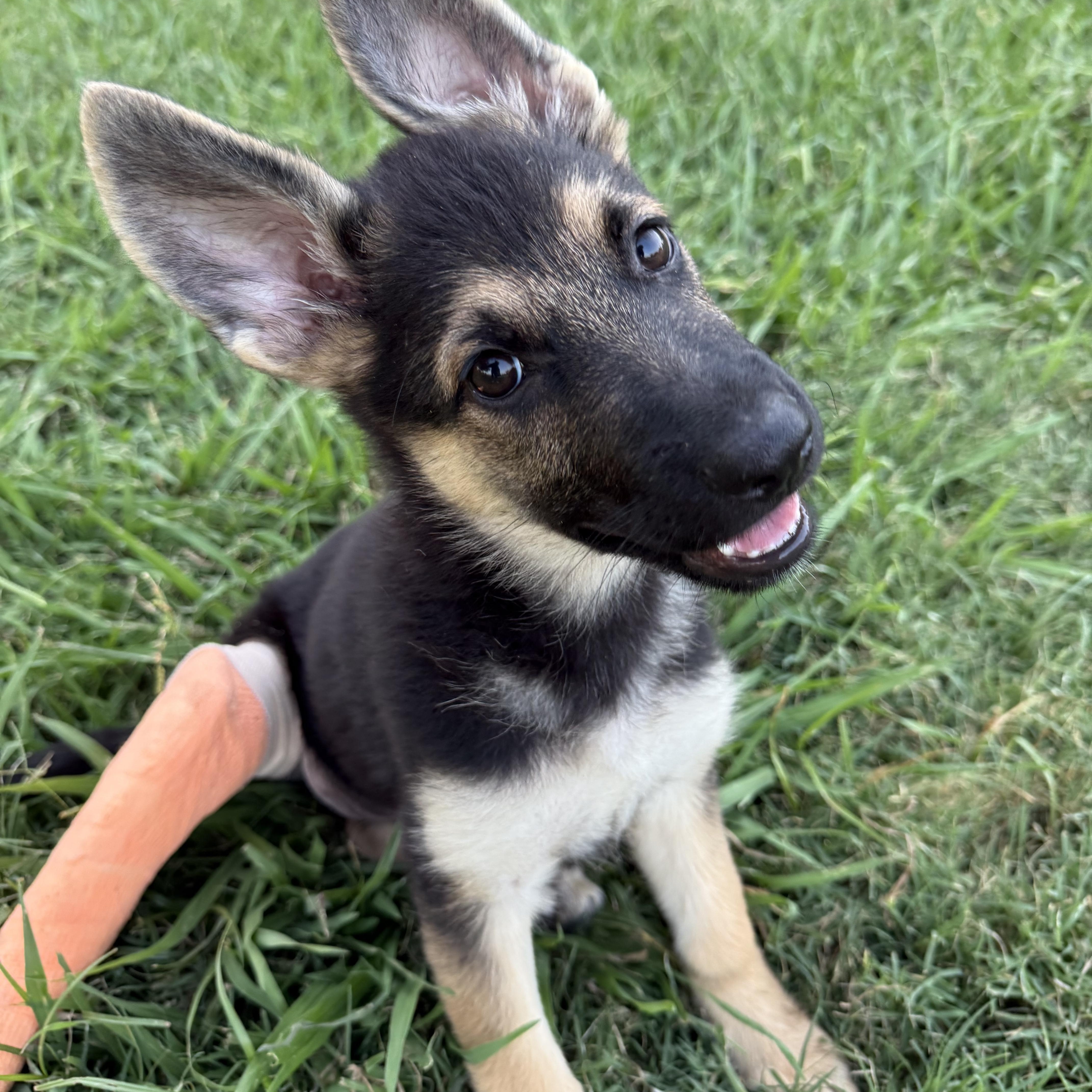 Enlarge Cricket, a Adopted German Shepherd Dog in Celina, TX image 4/6