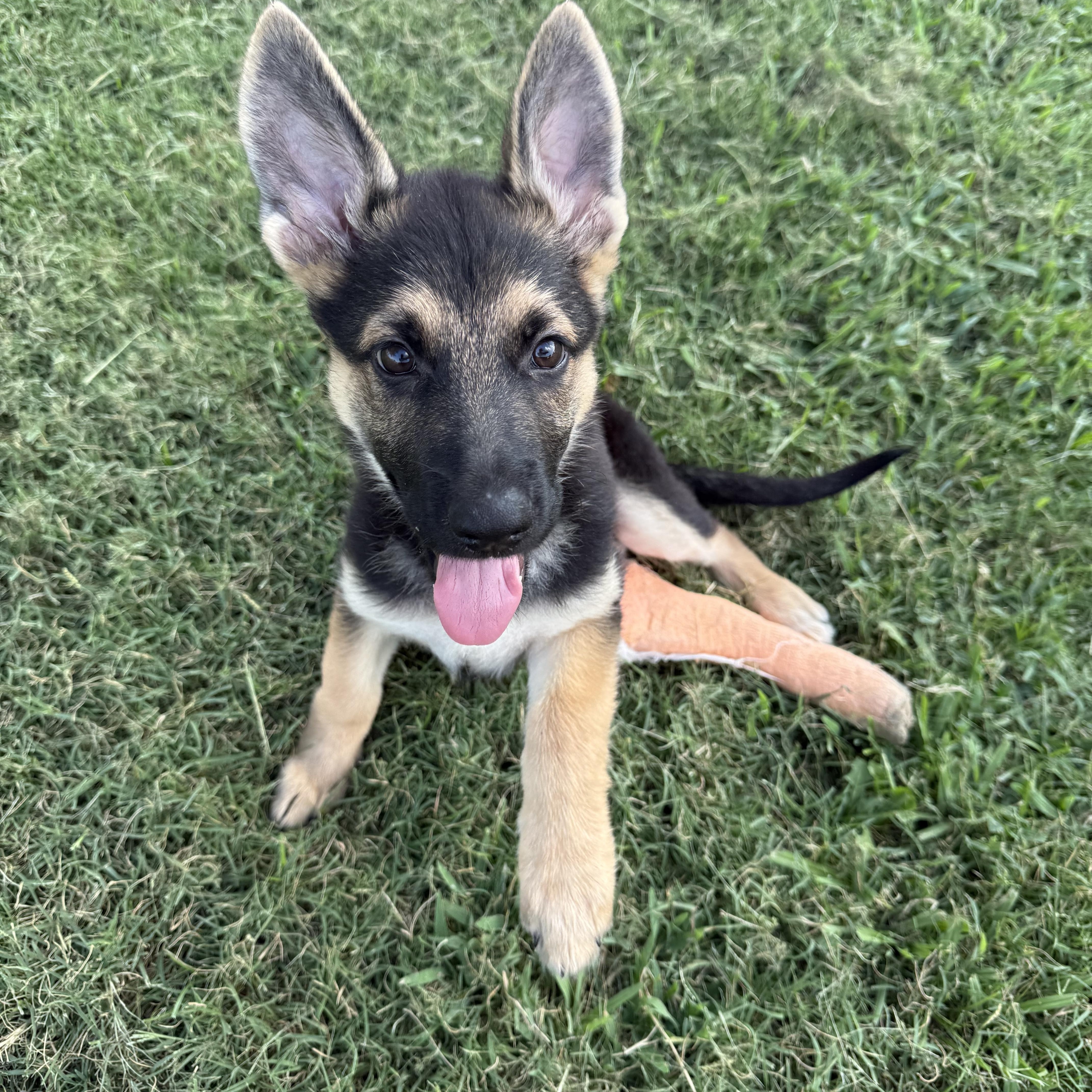Enlarge Cricket, a Adopted German Shepherd Dog in Celina, TX image 5/6