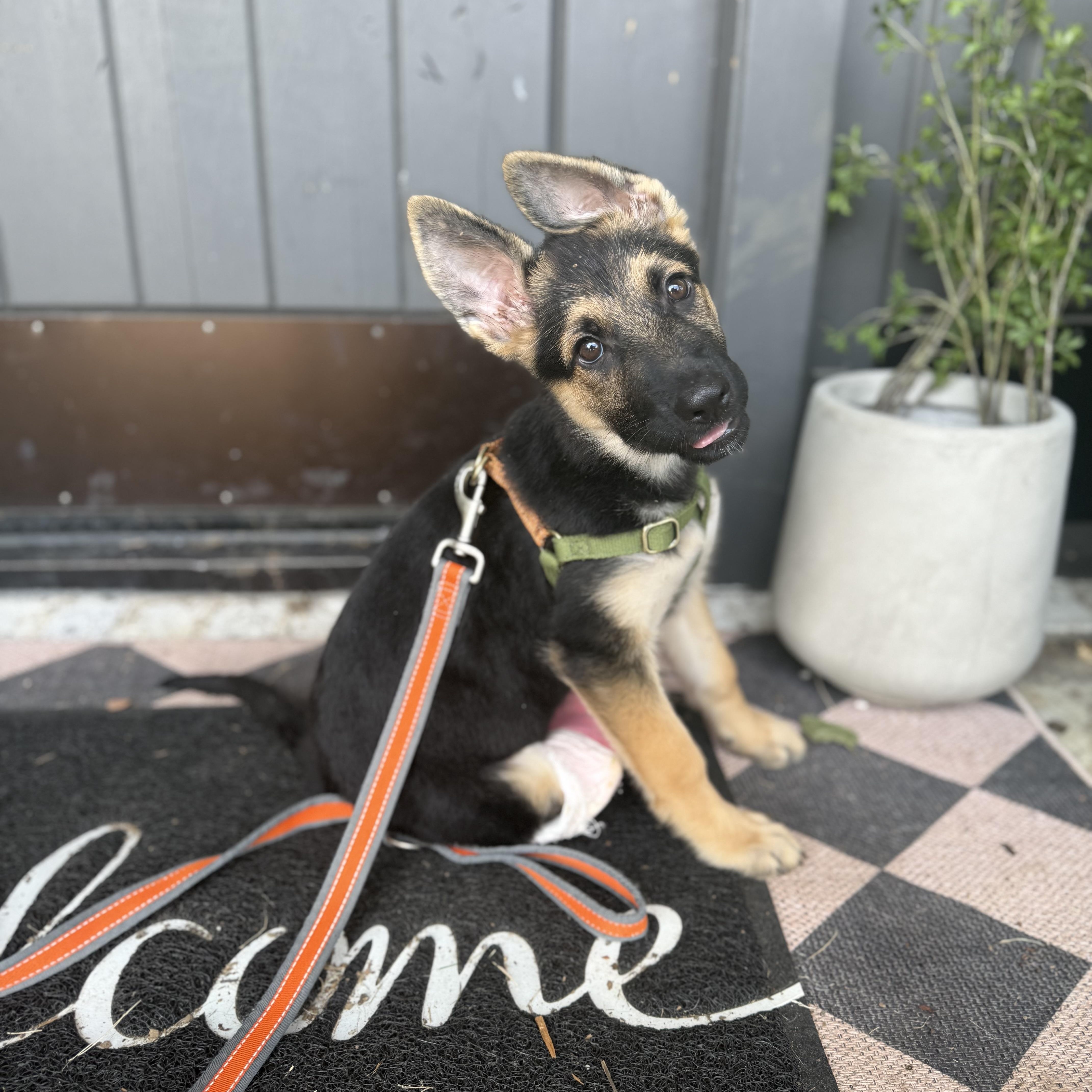 Enlarge Cricket, a Adopted German Shepherd Dog in Celina, TX image 3/6