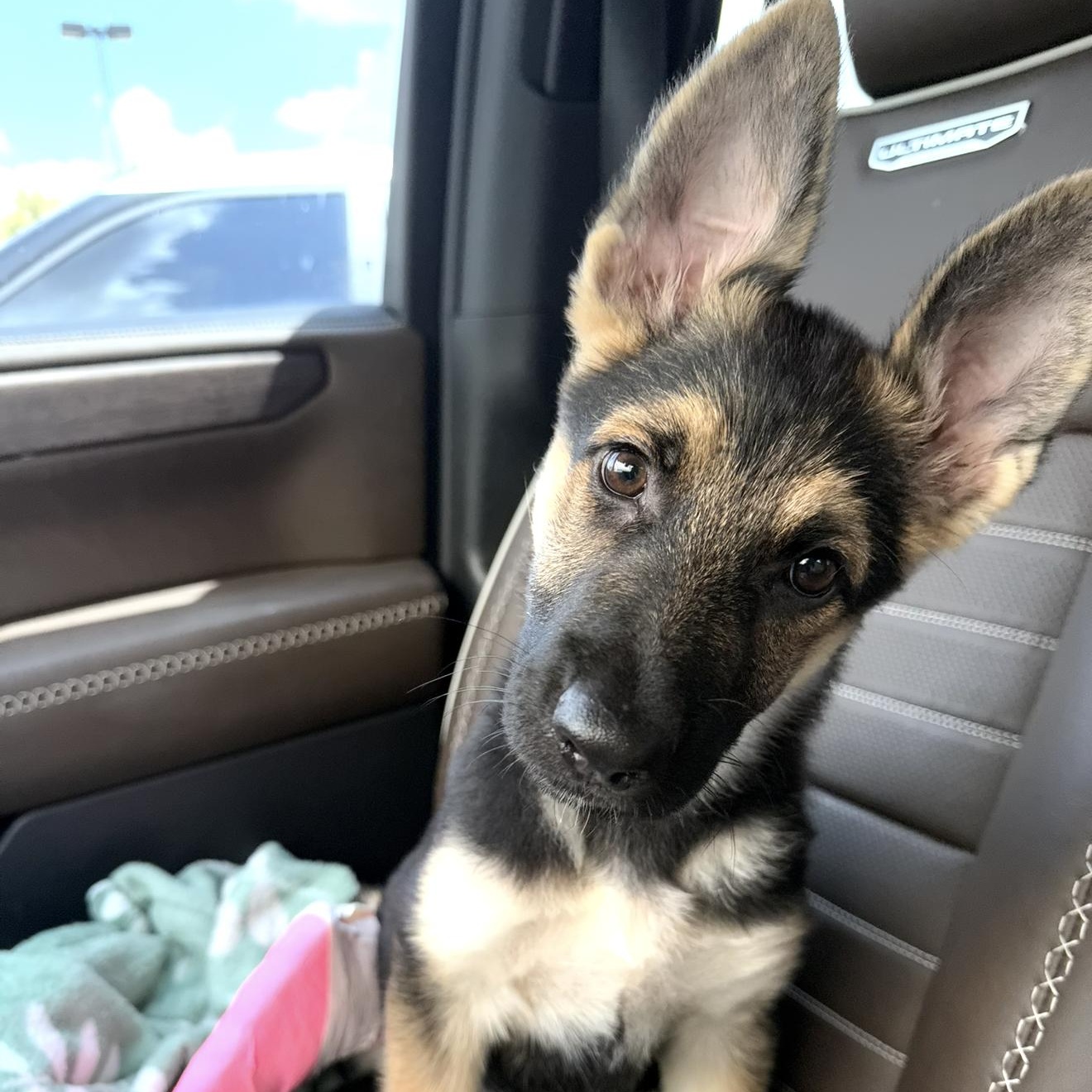 Enlarge Cricket, a Adopted German Shepherd Dog in Celina, TX image 6/6