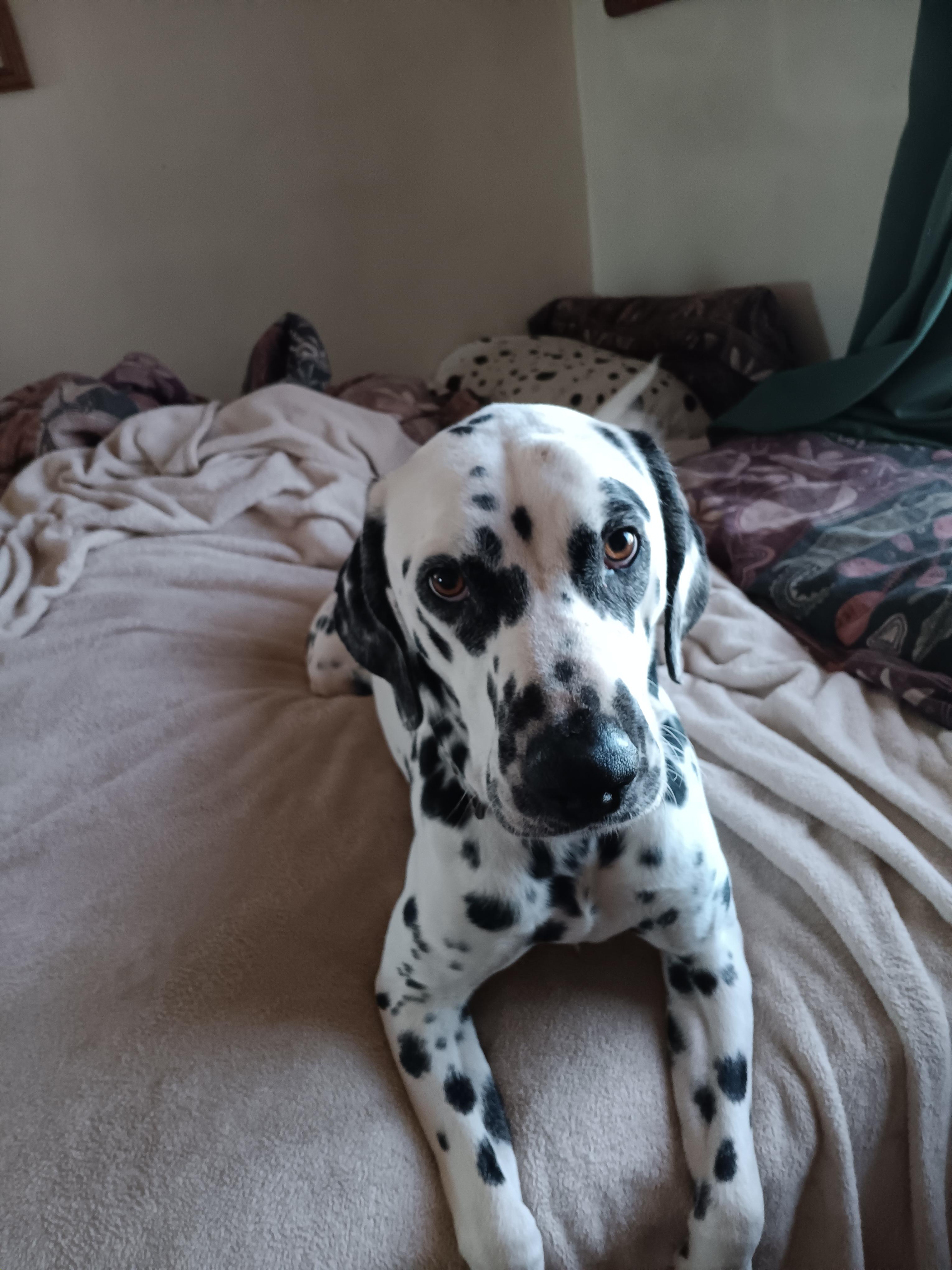 Enlarge Walker, an adopted Dalmatian in San Diego, CA image 1/1