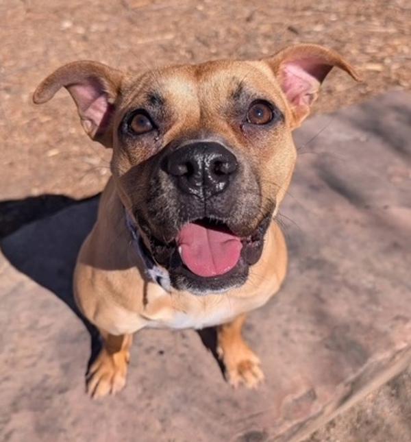 Enlarge Liyah, a Adoptable mixed breed in Littleton, CO image 1/1