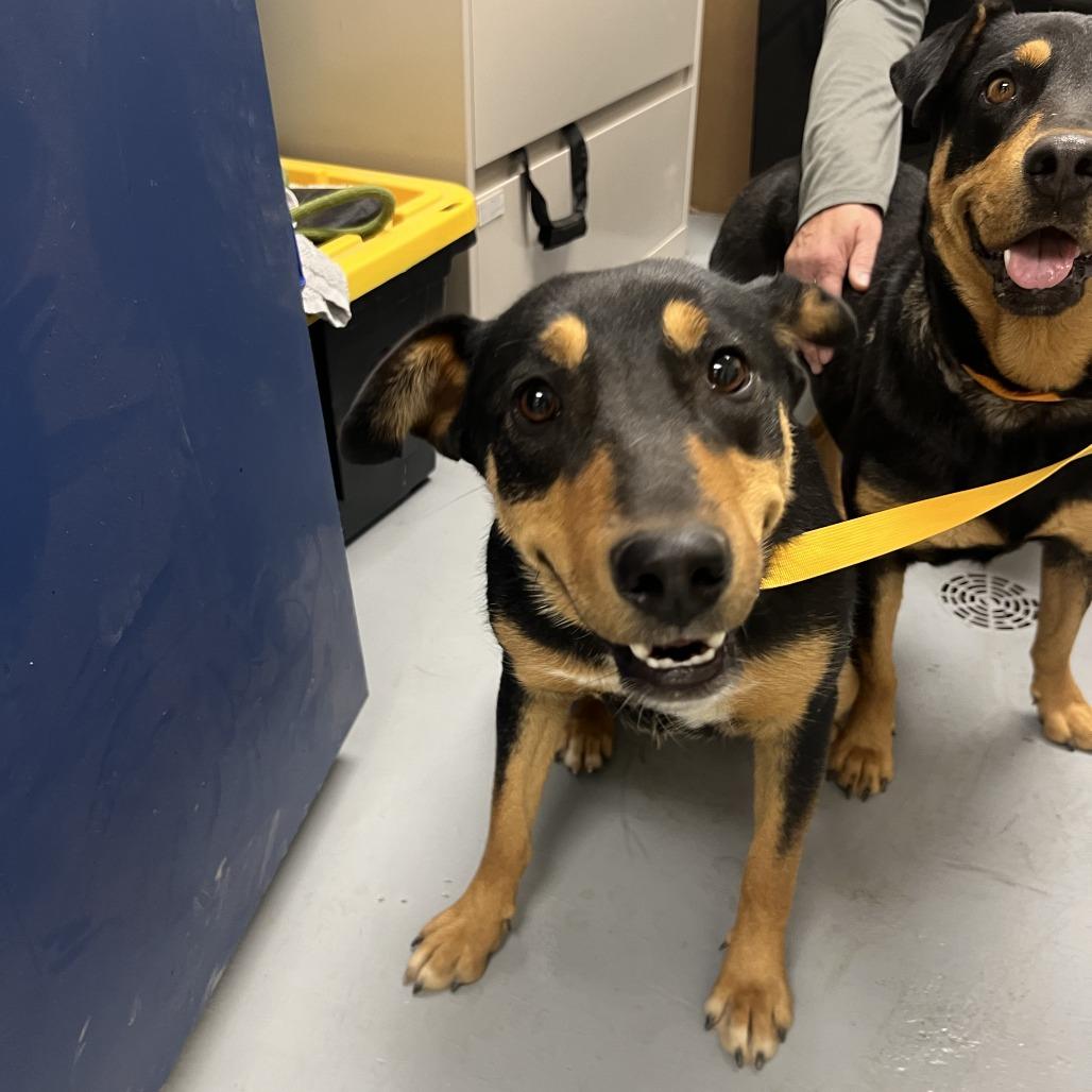 (CCSO) Sadie, Adoptable, Adult Female Shepherd.