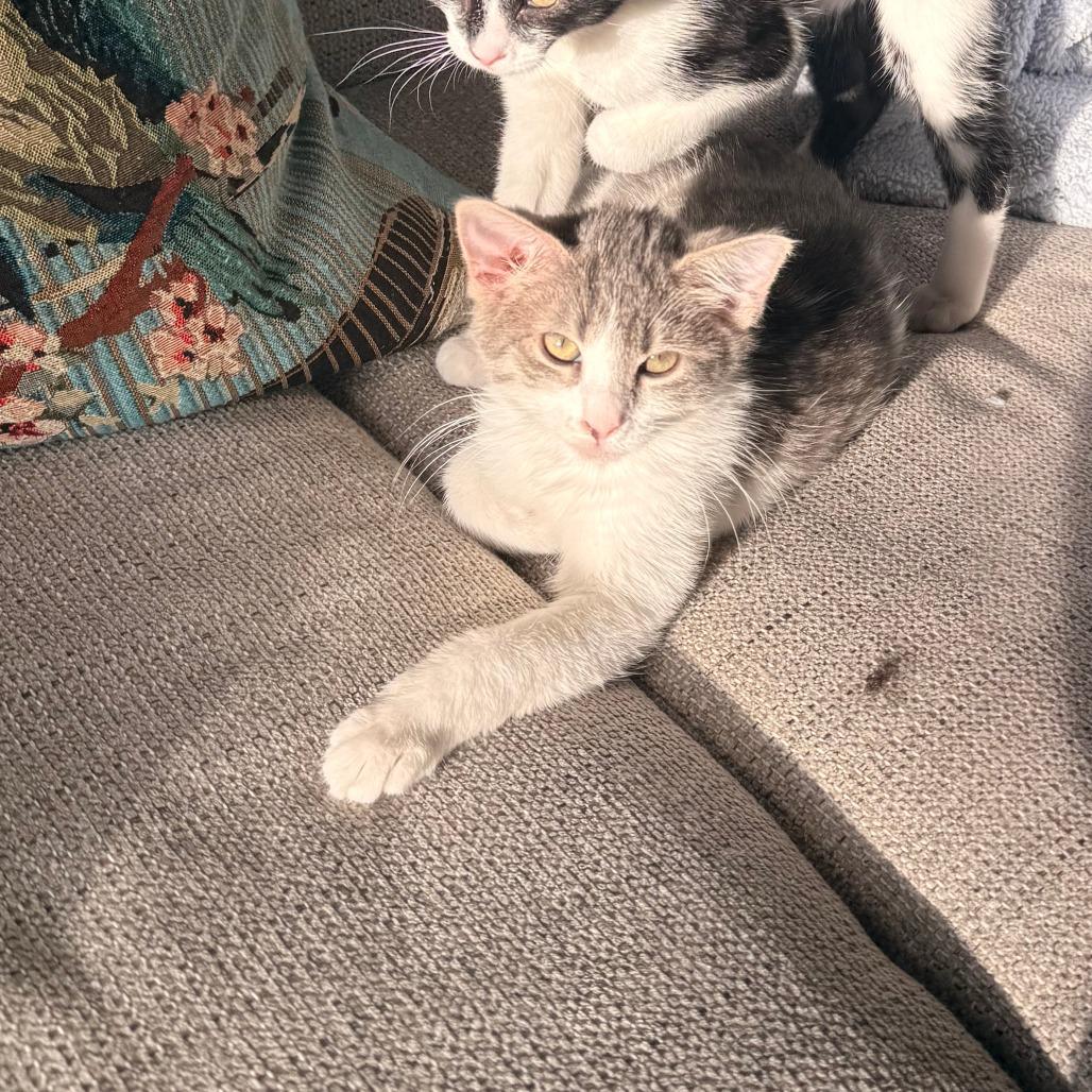 Peter Pan, Adoptable, Kitten Male Domestic Short Hair.