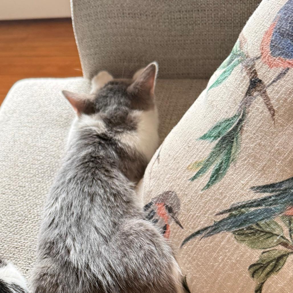 Enlarge Peter Pan, a Adoptable Domestic Short Hair in St. Paul, MN image 2/6