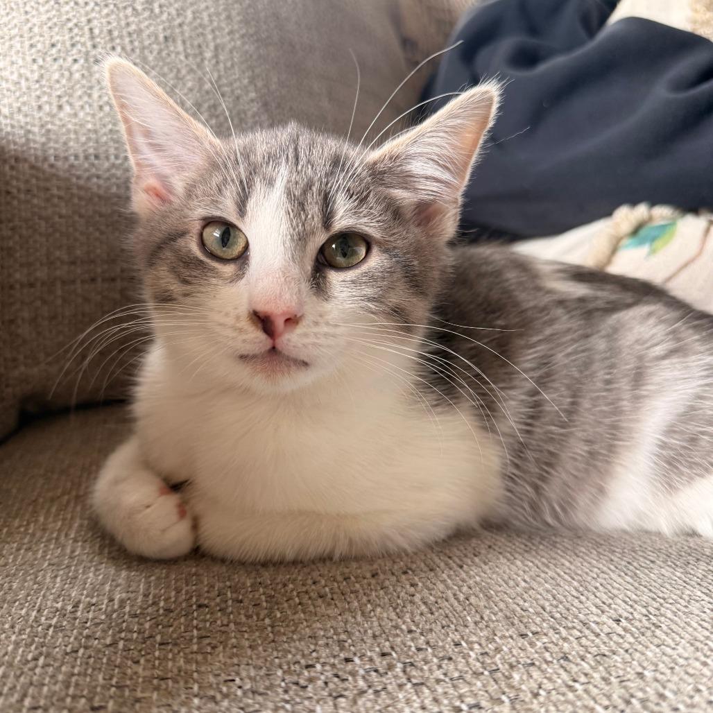 Enlarge Peter Pan, a Adoptable Domestic Short Hair in St. Paul, MN image 3/6