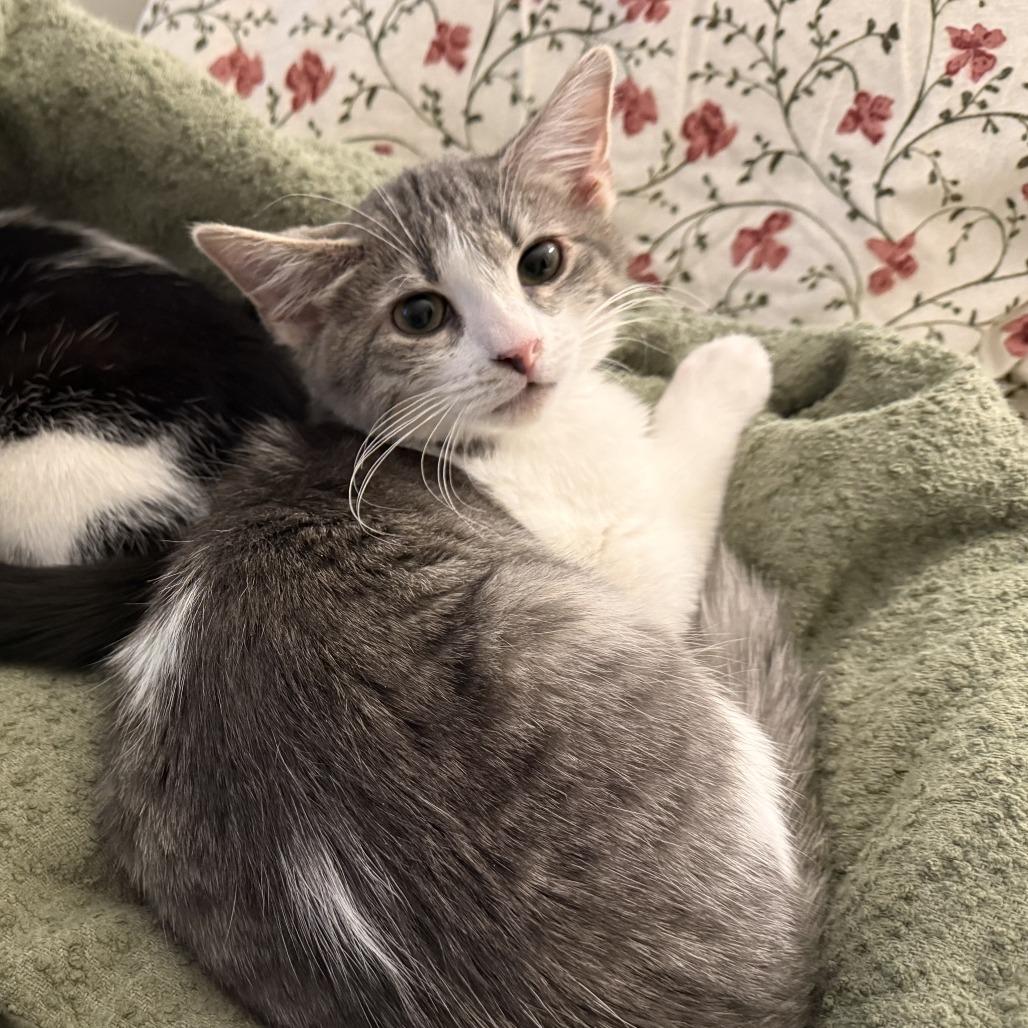 Enlarge Peter Pan, a Adoptable Domestic Short Hair in St. Paul, MN image 4/6