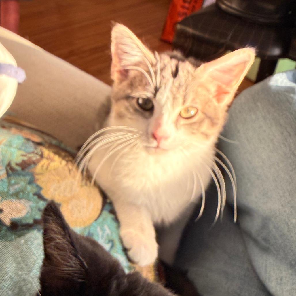 Enlarge Peter Pan, a Adoptable Domestic Short Hair in St. Paul, MN image 5/6