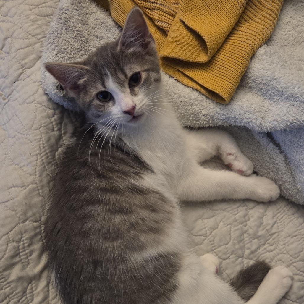 Enlarge Peter Pan, a Adoptable Domestic Short Hair in St. Paul, MN image 6/6