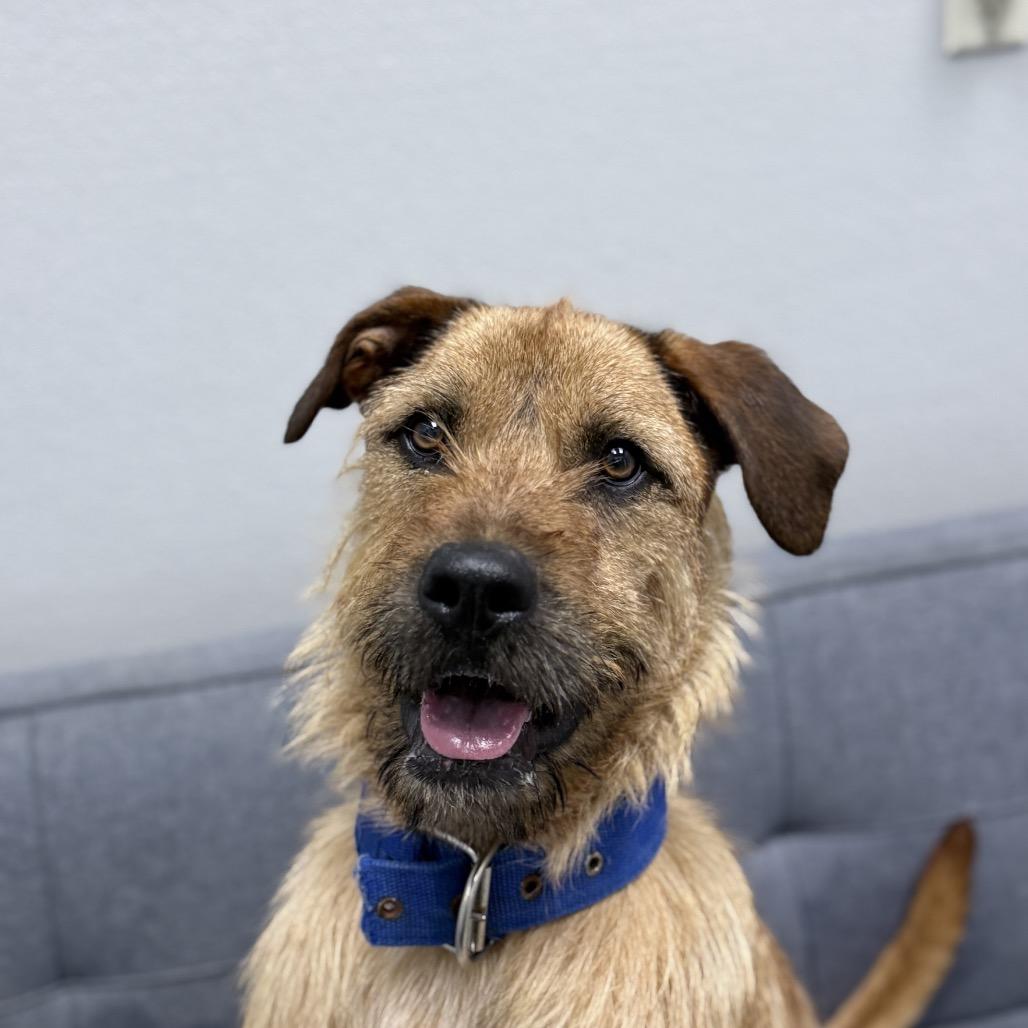 Enlarge Joe, a Adoptable mixed breed in Monticello, IA image 3/6