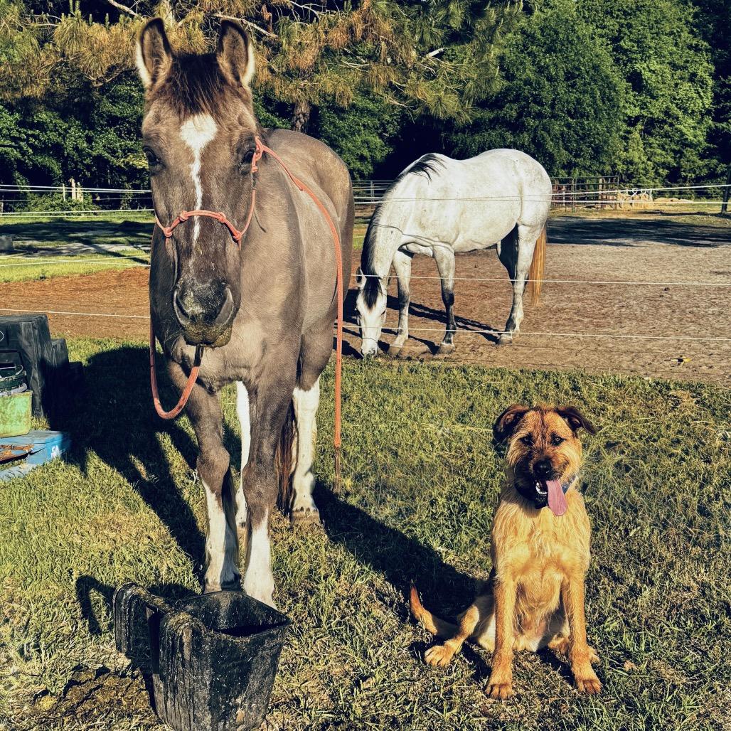 Enlarge Joe, a Adoptable mixed breed in Monticello, IA image 6/6