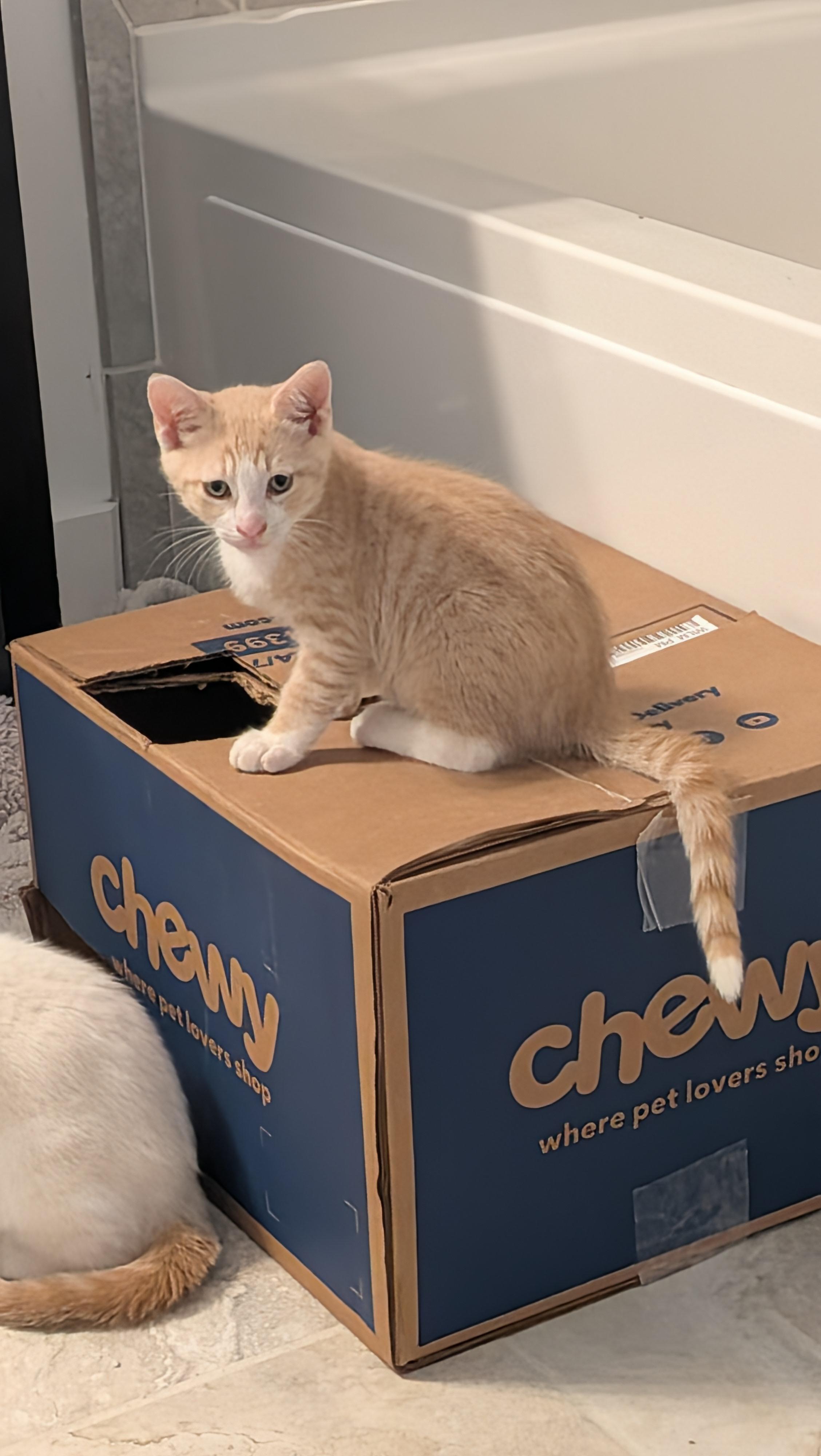 Enlarge Rocco - The Playful Fetch Champ, a Adoptable Domestic Short Hair in Wilmington, NC image 3/5