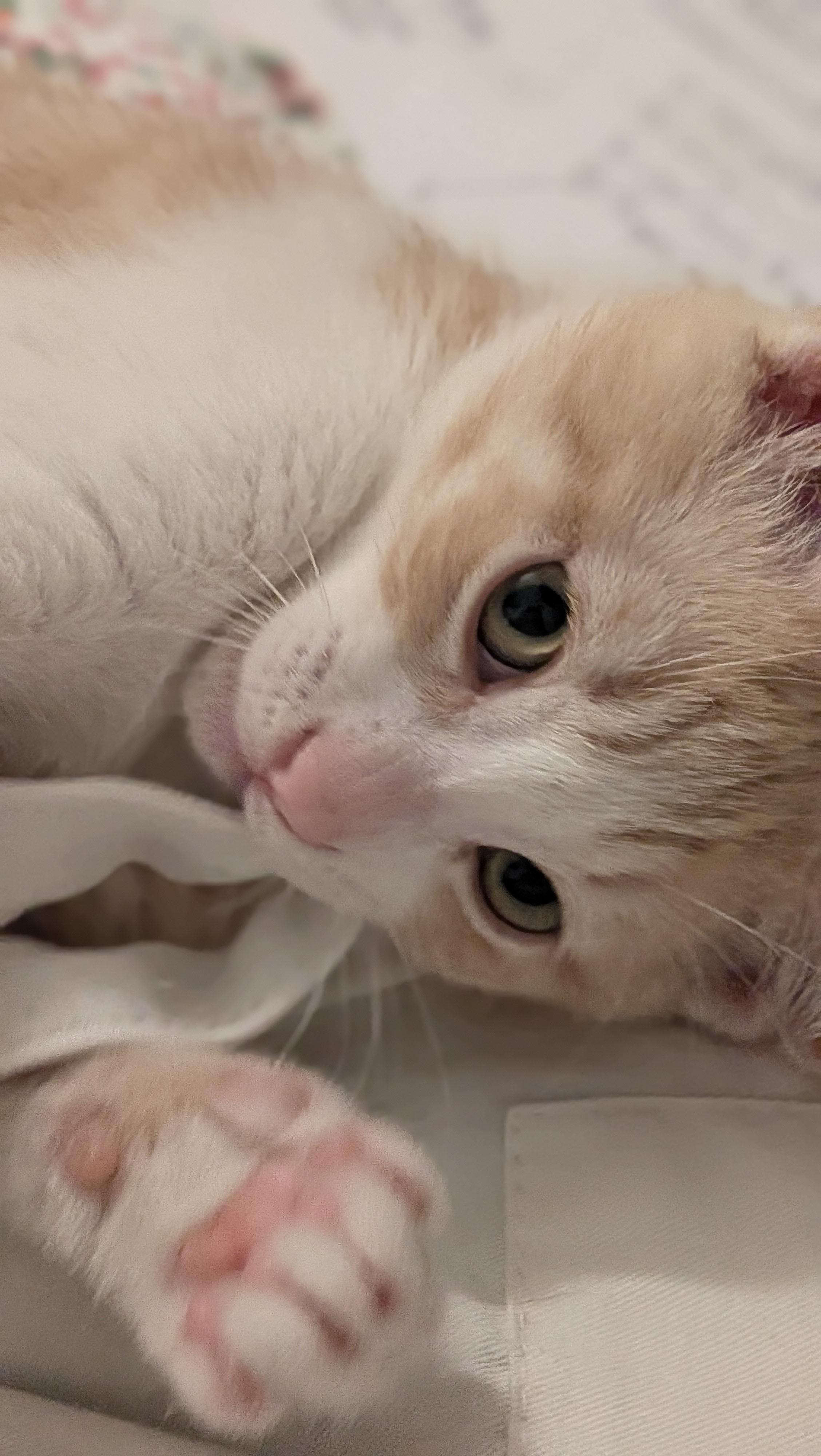 Enlarge Rocco - The Playful Fetch Champ, a Adoptable Domestic Short Hair in Wilmington, NC image 2/5