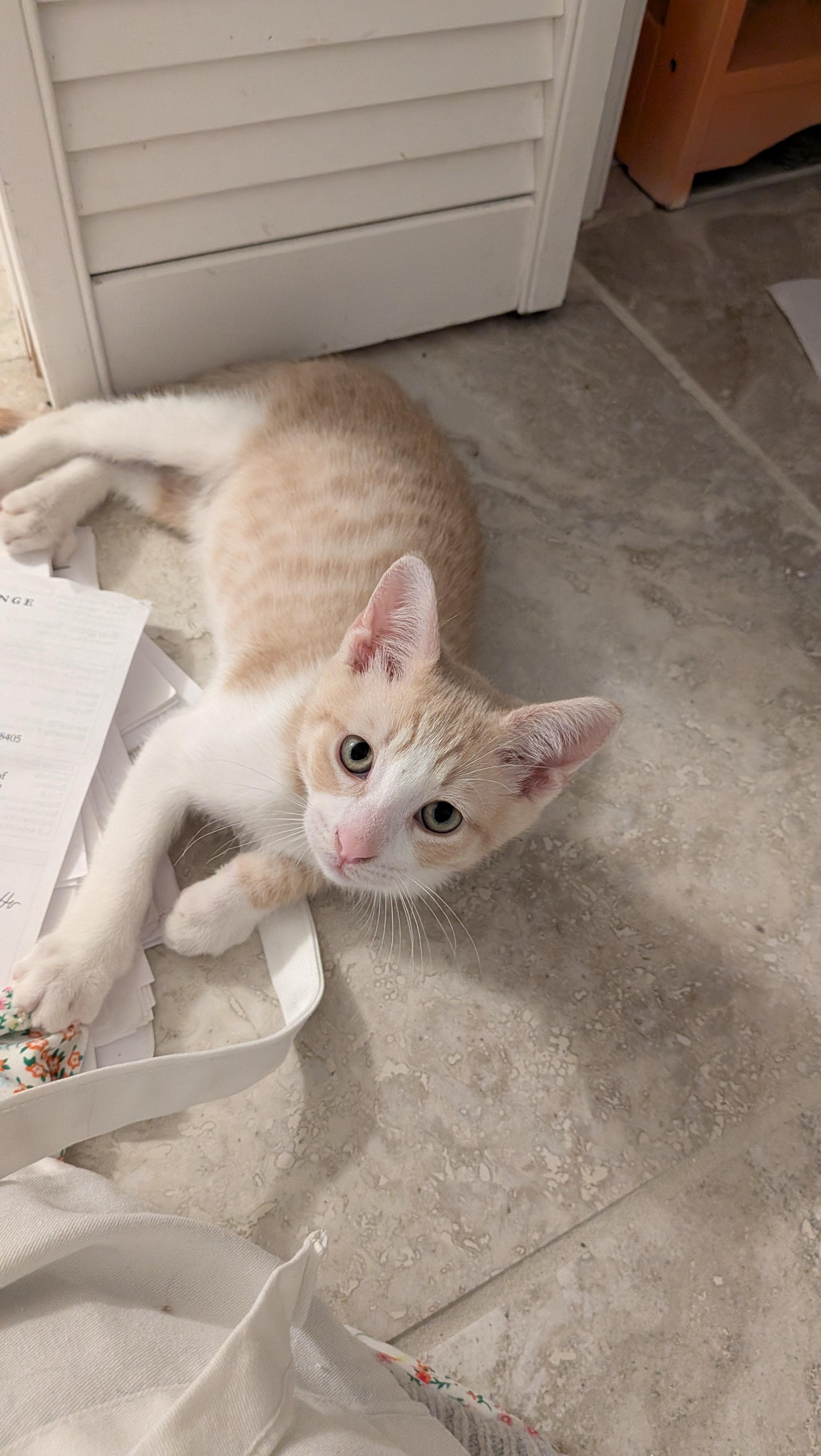 Enlarge Rocco - The Playful Fetch Champ, a Adoptable Domestic Short Hair in Wilmington, NC image 1/5