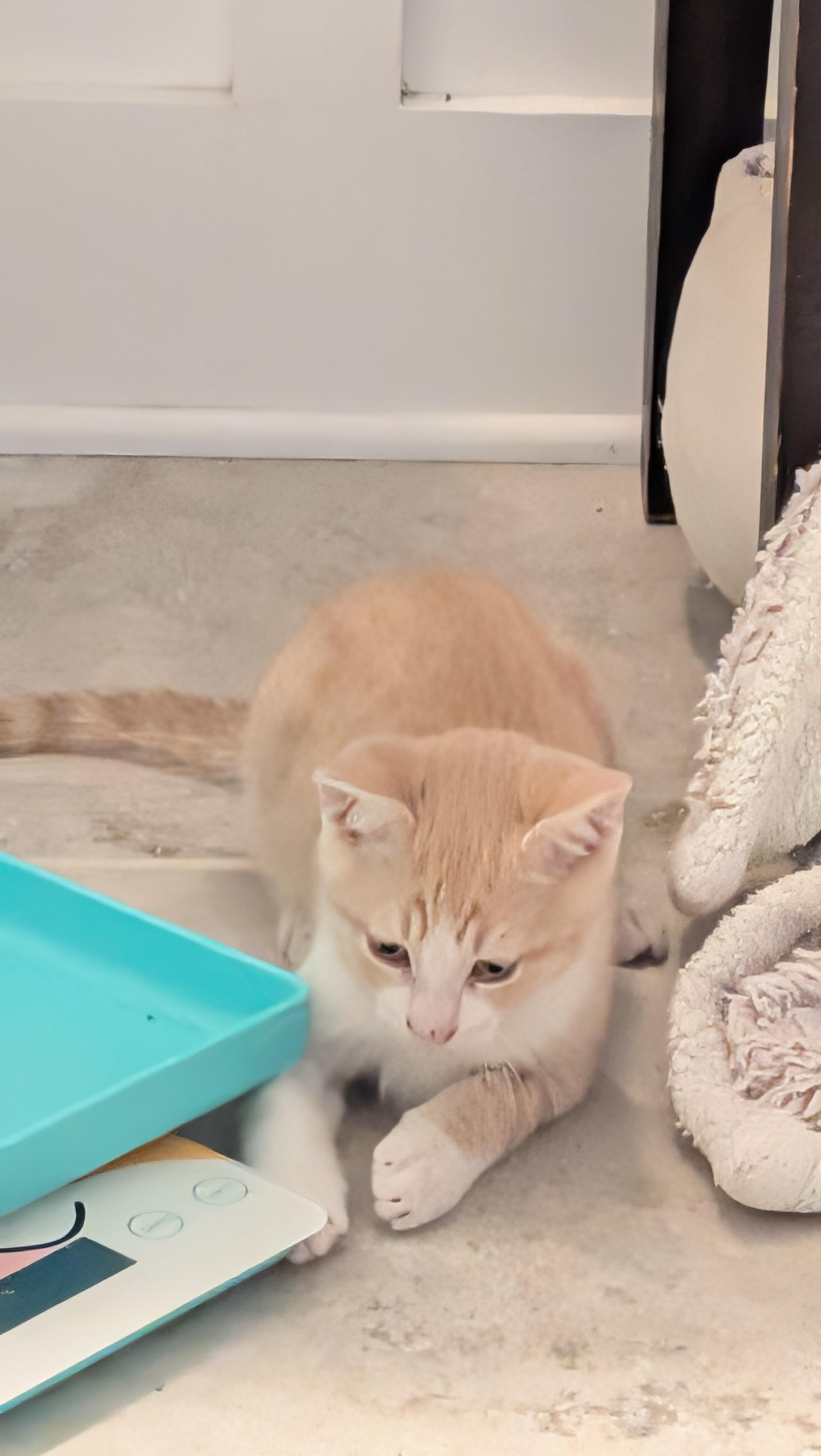 Enlarge Rocco - The Playful Fetch Champ, a Adoptable Domestic Short Hair in Wilmington, NC image 4/5