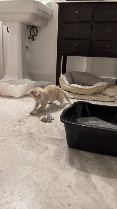 Enlarge Rocco - The Playful Fetch Champ, a Adoptable Domestic Short Hair in Wilmington, NC video 5/5